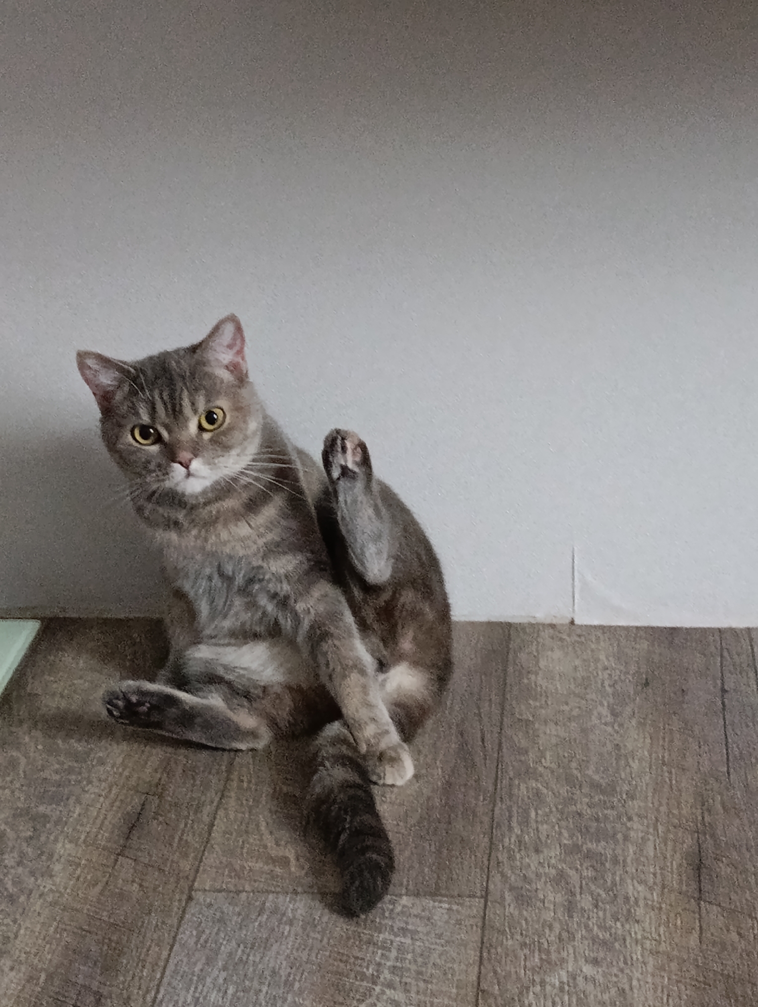 A gray tabby cat sits on a wood-look floor with a light gray wall in the background. The cat is positioned on its hind legs, and its front right leg is raised, exposing its paw. The cat is looking towards the left, at the camera. The location is not visible.