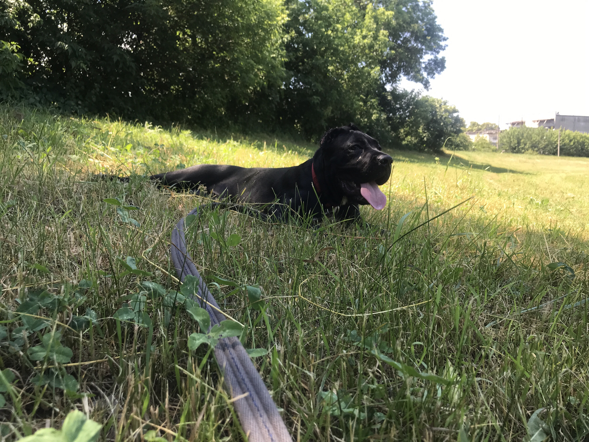 A black dog with its tongue out lies on green grass under a bright sky. The dog is wearing a red collar. A leash lies on the grass in the foreground. In the background, there are trees, a field, and some buildings. The image was taken in Kharkiv, Ukraine.