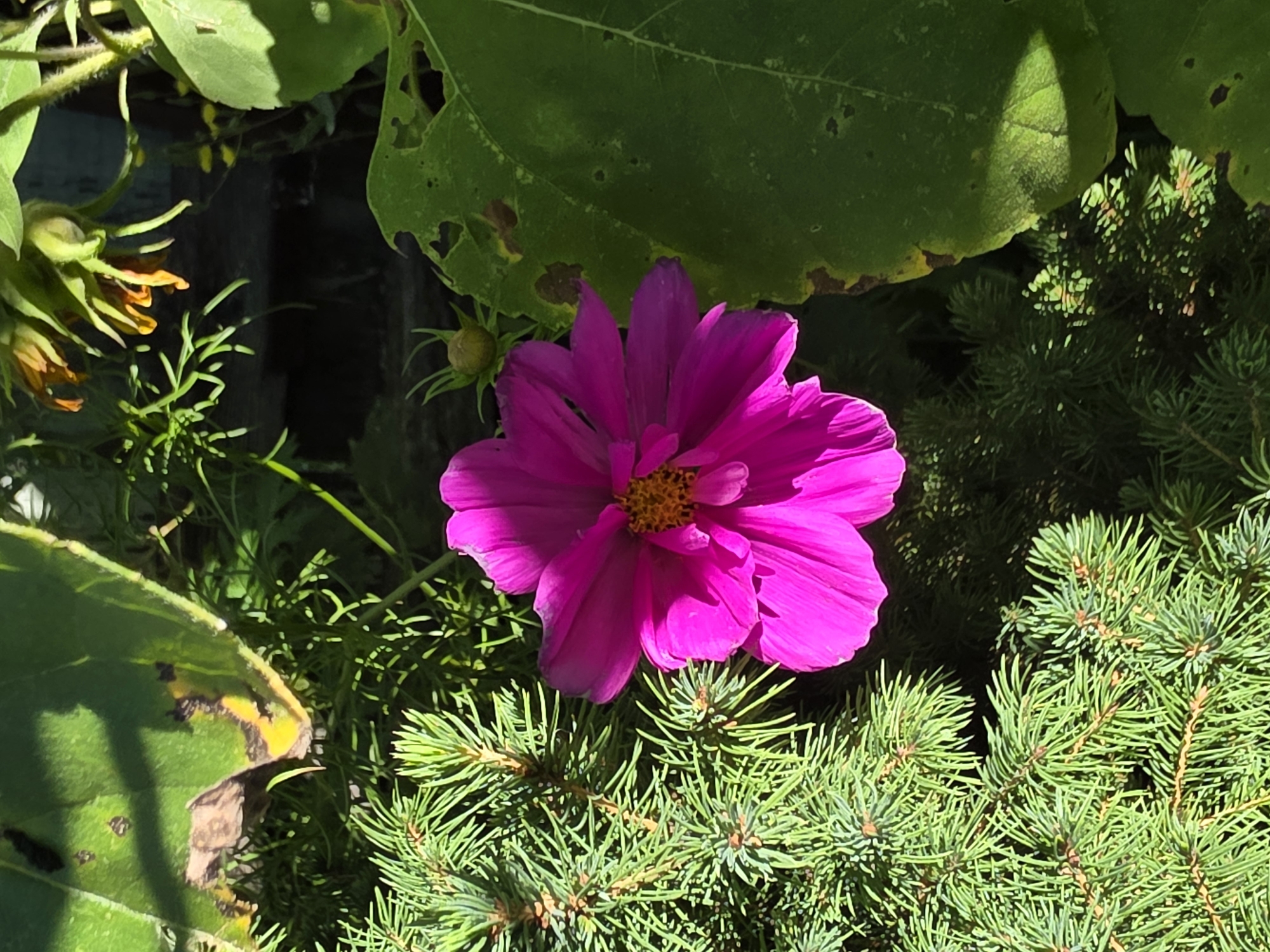 A bright pink cosmos flower is in full bloom, its petals unfurling around a yellow center. The flower is nestled among vibrant green fir branches on the left and large, dark green leaves on the right. Sunlight casts dappled shadows across the scene, highlighting the textures of the foliage and the delicate structure of the flower. The background is a dark, out-of-focus expanse, suggesting a garden setting. No people or specific landmarks of Речицы, Russia are visible.