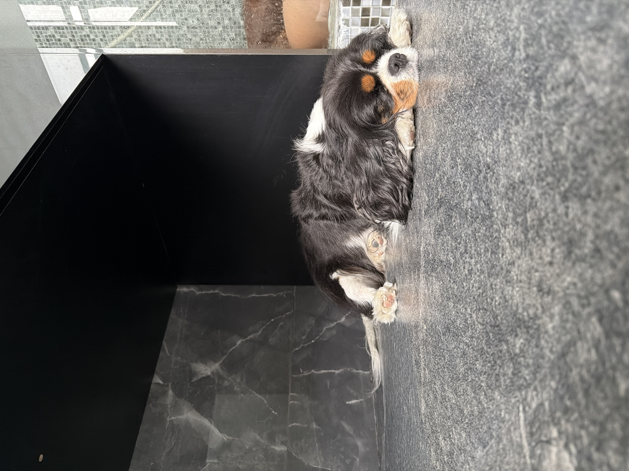 A Cavalier King Charles Spaniel is lying on a grey tiled floor, close to a black cabinet. The floor has a marble-like pattern. Natural light is entering the room, possibly from a window. The location could potentially be Puebla, Mexico, though there is no explicit confirmation in the image.