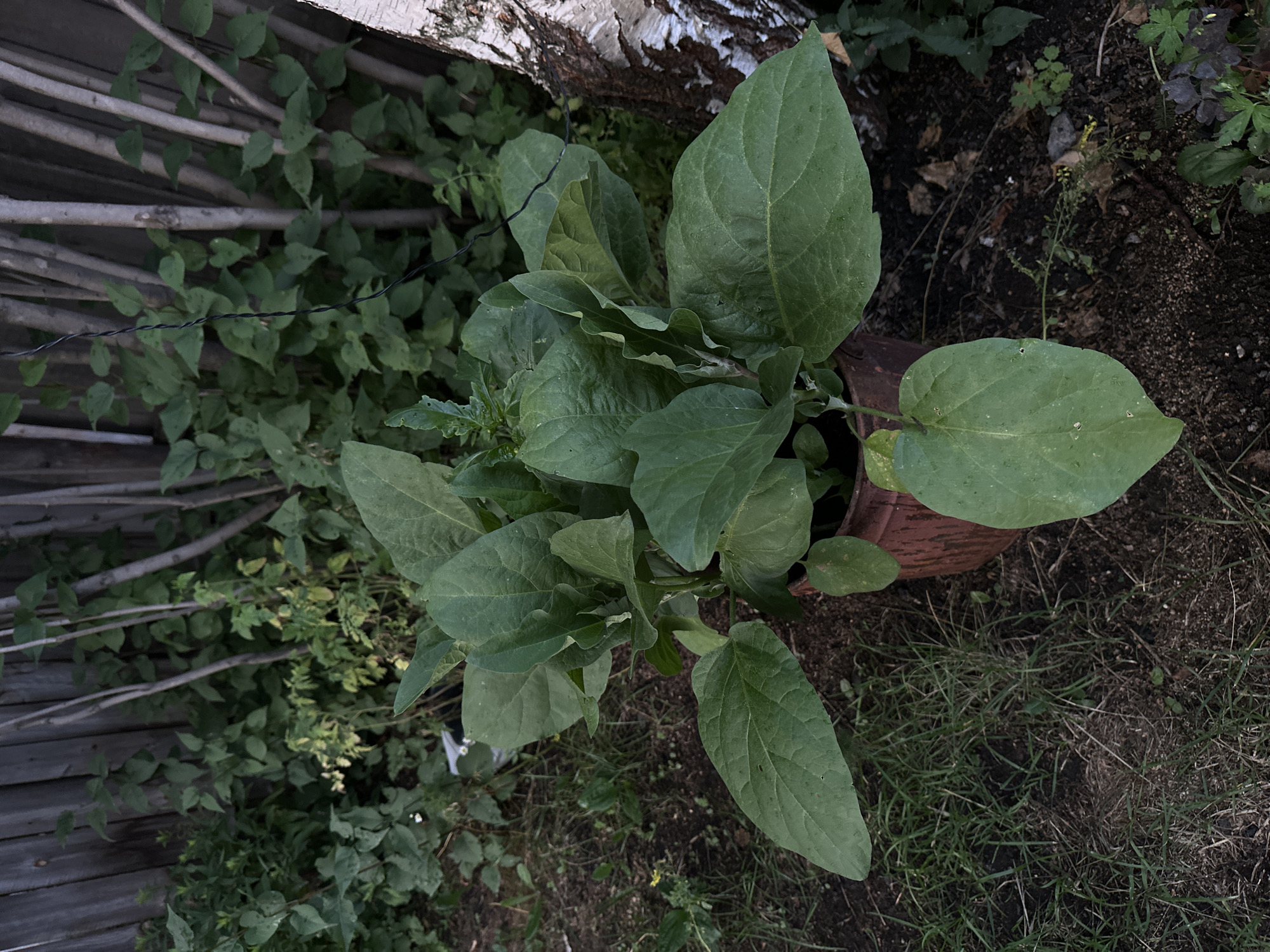 This is a medium shot, eye-level, color photograph of an eggplant plant in a rustic, outdoor setting. The plant is bushy and healthy, with large, dark green leaves and is contained within a weathered, reddish-brown pot. The pot sits on dark, disturbed soil with patches of dry grass and scattered leaves. In the background, a weathered wooden fence runs vertically, and behind it, the indistinct shapes of thin, gray tree trunks and more green foliage are visible. To the right of the plant, a section of a white birch tree trunk with dark markings is present. The overall lighting is dim and overcast, suggesting it may be late afternoon or a cloudy day. No people or animals are present in the scene. The location is described as Biysk, Russia, which is known for its agricultural activity and temperate continental climate, where gardening and plant cultivation are common.