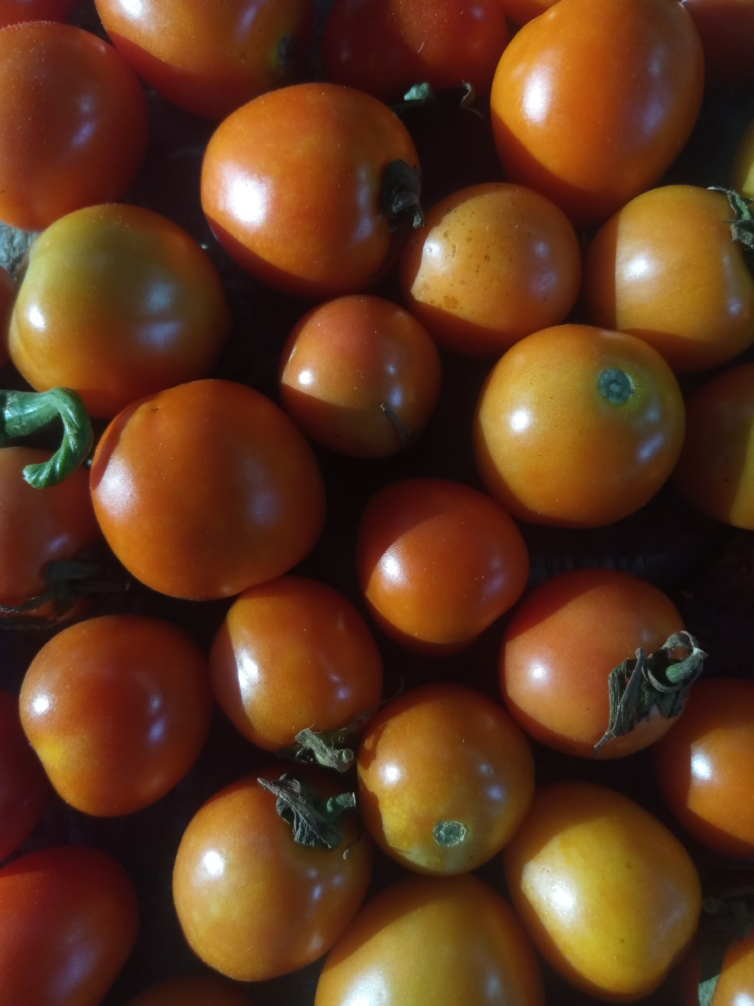 A close-up, overhead shot shows a collection of ripe tomatoes, likely within the vicinity of Grong-Grong, Indonesia. The tomatoes are predominantly a vibrant orange and red hue, with varying degrees of ripeness evident. Some have a smooth, glossy skin, while others display faint speckles or slight blemishes. A few tomatoes still have remnants of green stems or sepals attached. The lighting casts soft shadows, highlighting the rounded shapes and textures of the fruit. The background is dark and out of focus, suggesting the tomatoes are laid out on a surface. There are no people or animals visible in the image.