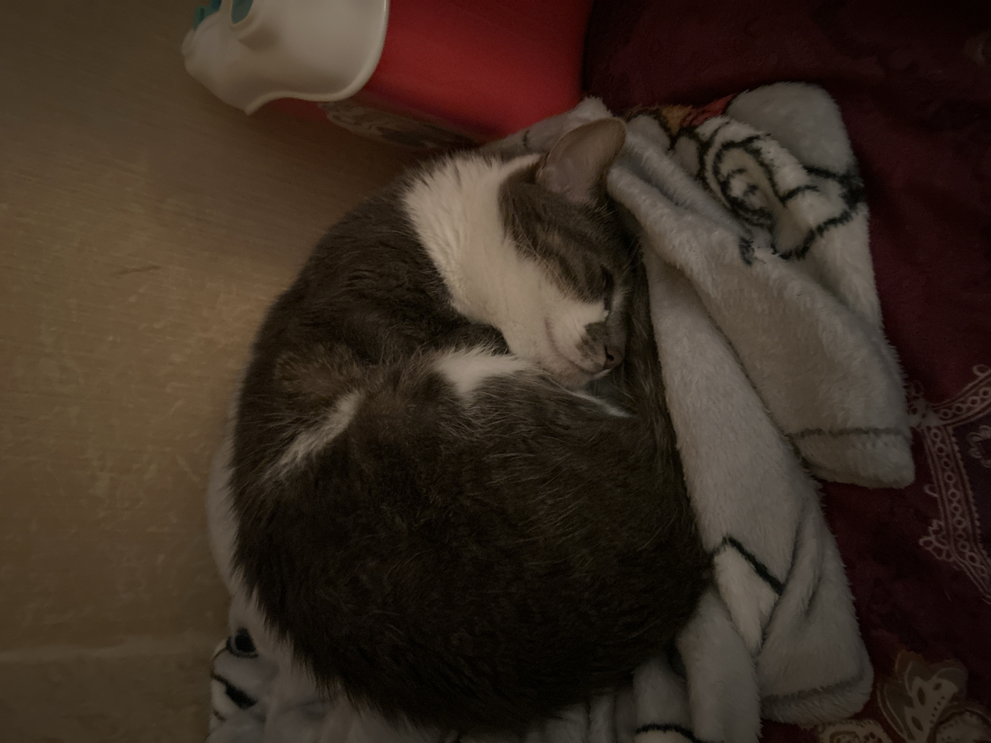 A grey and white cat is curled up asleep on a soft blanket. The cat is in a tight ball with its head tucked under its body. The blanket is light gray with a black and white pattern. The background is a textured, light brown wall. To the right of the cat, a red object with a white top is visible. The scene appears to be indoors, likely in a domestic setting. There is no indication of the location being in Sofia, Bulgaria.