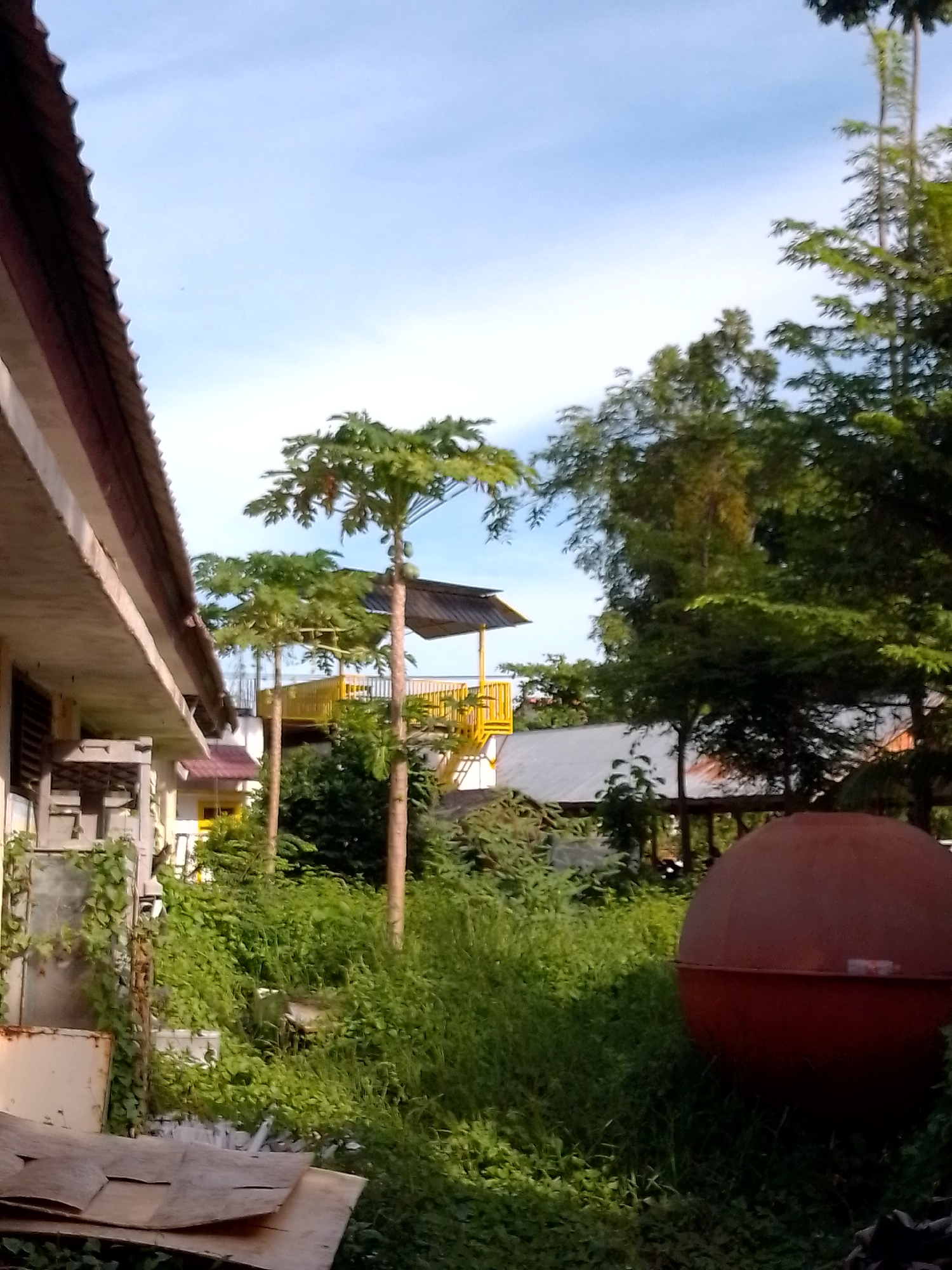 In Mesjid Reuntoh, Indonesia, an outdoor scene depicts a sunlit area with lush greenery. A building with a brown, corrugated roof is visible on the left, with its concrete wall partially covered in vines. Adjacent to the building, several papaya trees with green leaves and some fruit are growing. Behind the trees, a yellow structure with a metal roof and railings, possibly a playground or observation deck, is present. Further back, more buildings with grey and red roofs are visible, interspersed with trees. On the right side of the image, a large, reddish-brown spherical object, likely a water tank or storage container, sits in the overgrown grass. The sky above is blue with some scattered clouds. The overall impression is one of an unkempt but vibrant outdoor space.