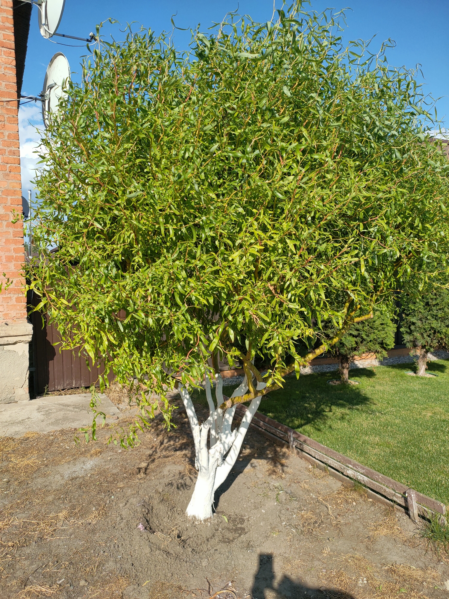 This is a photograph taken outdoors, under a clear blue sky. The central subject is a medium-sized tree with vibrant green, curly leaves and a trunk that has been painted white from the base up to its branches. The tree is situated in a patch of dark soil, which is surrounded by a low, wooden border on the right side of the frame. To the left of the tree, there is a brick wall with two satellite dishes mounted on it. Behind the tree, a well-maintained lawn is visible, with a couple of evergreen shrubs. The lighting suggests it is daytime, possibly late morning or early afternoon, with shadows cast on the ground. The overall impression is that of a residential backyard in Nosivka, Ukraine.