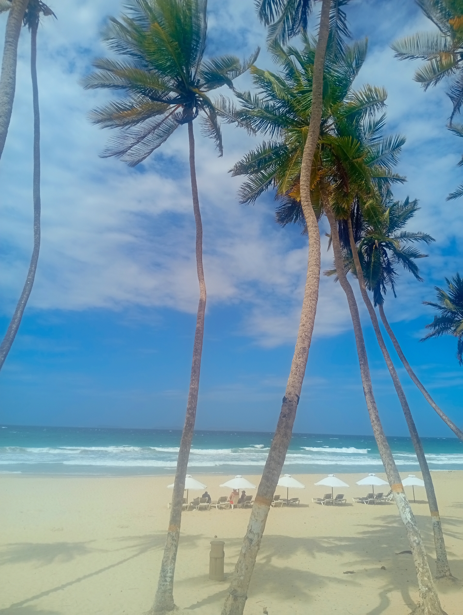 This vertical shot captures a sunny tropical beach scene at Playa El Agua, Venezuela. The dominant features are several tall, slender palm trees with vibrant green fronds, which frame the image and cast shadows on the sandy ground. Their trunks lean and curve, extending from the bottom of the frame upwards towards a bright blue sky adorned with scattered white clouds.
In the mid-ground, the turquoise ocean stretches across the horizon, with moderate waves breaking in white lines onto the shore. The extensive sandy beach occupies the lower portion of the frame. On this beach, a series of at least seven white beach umbrellas are neatly arranged, each shading a pair of lounge chairs. A few individuals are visible, relaxing under the umbrellas, enjoying the shade. A light-colored, cylindrical receptacle, possibly a trash bin, stands on the sand near the base of one of the central palm trees.
The scene conveys a serene and leisurely atmosphere, indicative of a pleasant daytime at a tropical destination. No visible text is present in the image.