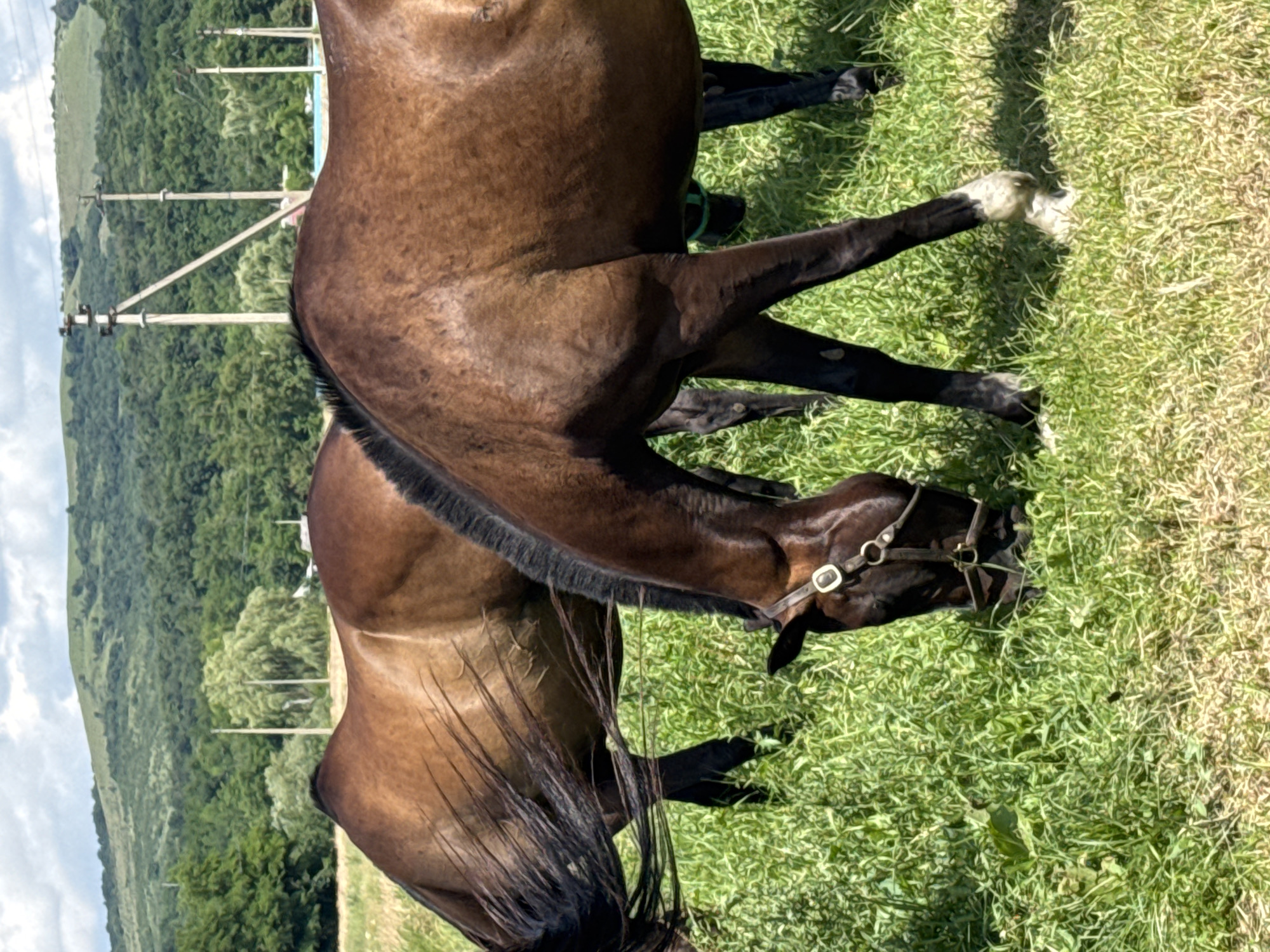 In a grassy field, two brown horses graze under a cloudy sky. The horse in the foreground is closer to the viewer, its head lowered to the ground as it eats. It wears a dark bridle with a silver buckle. Behind it, another horse is partially visible, also grazing. The background shows a lush green forest and rolling hills. In the distance, telephone poles stand against the sky, hinting at the rural landscape of Zassovskaya, Russia. The overall scene is one of peaceful pastoral life.