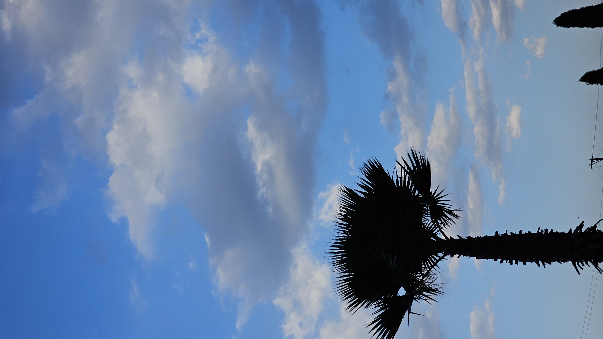 The image depicts an outdoor scene in San Bernardino Tlaxcalancingo, Mexico. A tall palm tree, characterized by its dark, textured trunk and broad, spiky fronds, stands in prominent silhouette, occupying the central and left-lower portion of the vertical frame. The background consists of a bright blue sky with scattered white and light gray cumulus clouds. In the lower right quadrant, the partial silhouettes of two narrower, conical trees are visible. Along the bottom edge, a utility pole with horizontal crossbars and multiple power lines are rendered in dark silhouette, extending across the frame. The scene is strongly backlit, causing the foreground vegetation and utility infrastructure to appear as dark figures against the illuminated sky. No human subjects or discernible actions are present.