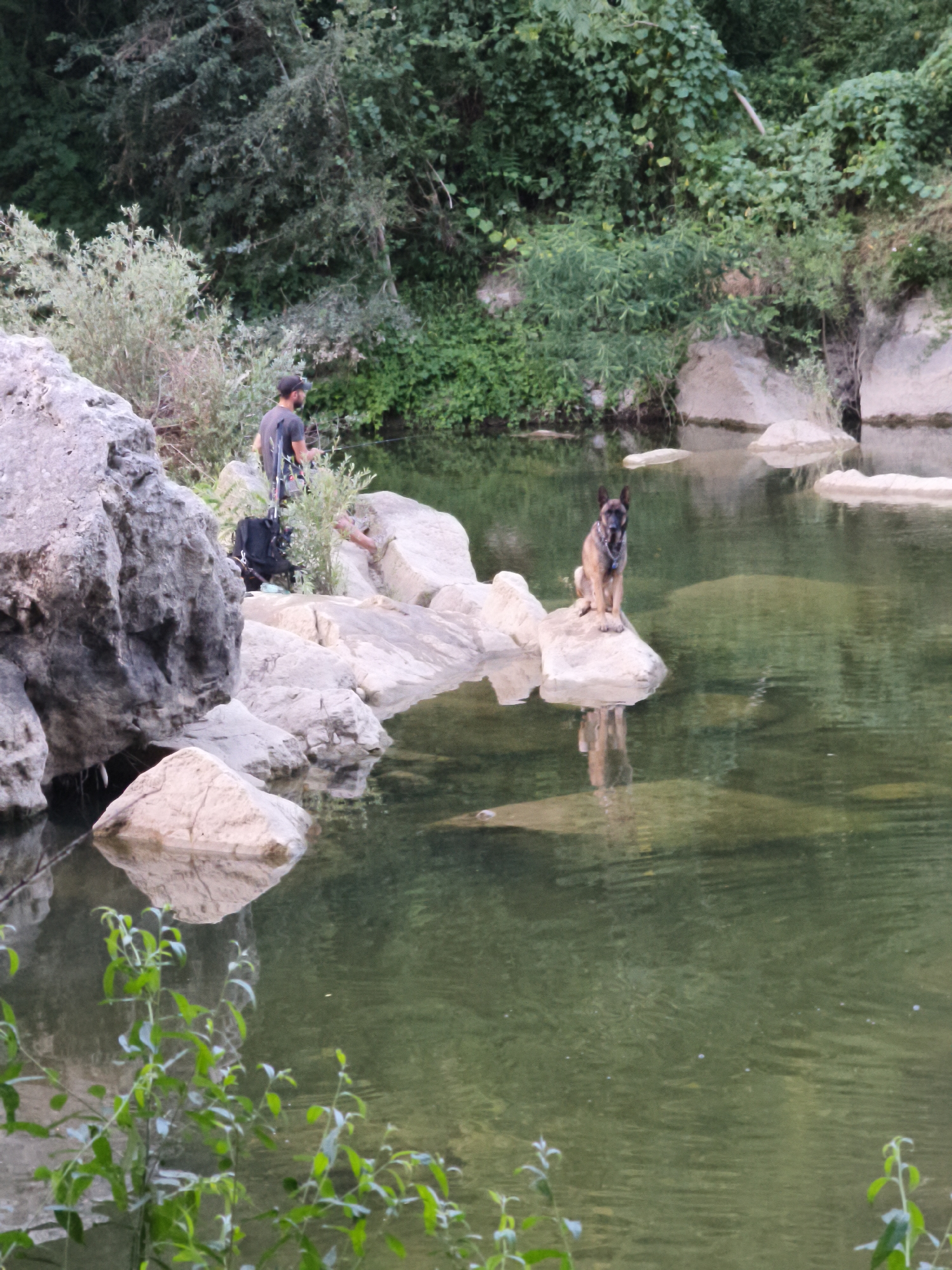 A Belgian Malinois dog sits on a rock in a river. The dog is facing the camera and has a dark muzzle and ears. The dog is wearing a collar. In the background, a person wearing a dark t-shirt and a baseball cap stands on the riverbank, holding a fishing rod. The river is surrounded by lush green vegetation and large rocks. The water is calm and reflects the surrounding environment. The scene appears to be set in a natural, outdoor environment, possibly a park or a nature reserve. While the exact location in Lovech, Bulgaria is not specified, the setting suggests a natural landscape commonly found in the region, such as along the Osam River or in the surrounding natural areas.