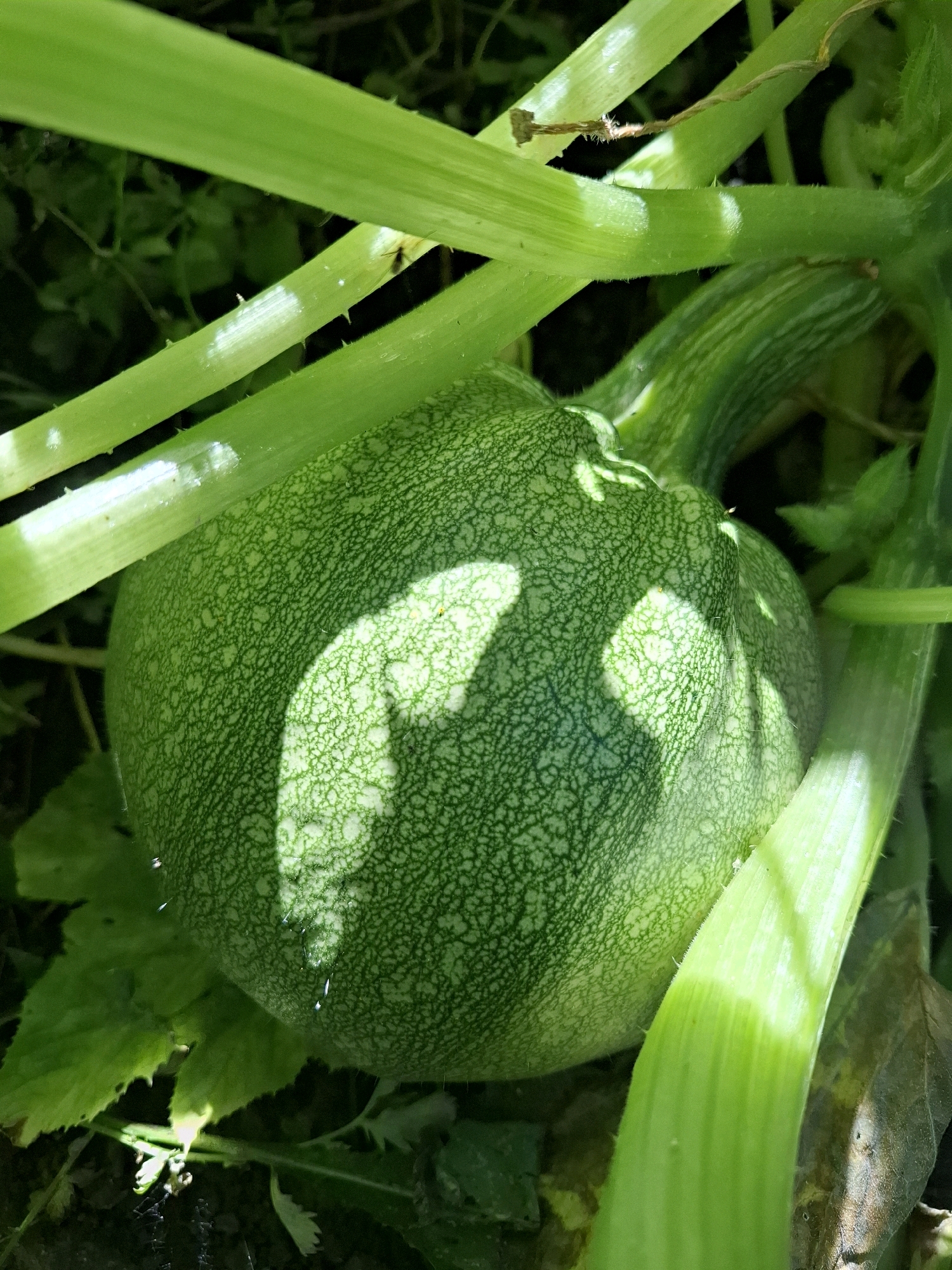The image depicts a close-up, eye-level view of a small, green, round squash growing on a vine. The squash is positioned in the center of the frame and is characterized by a textured, light green surface with darker green, web-like patterns. Sunlight casts dappled shadows across the squash, highlighting its rounded form. Several thick, vibrant green stems and leaves from the squash plant surround the fruit, with some stems extending across the top and right side of the image. The background is a blur of dark green foliage and shadows, suggesting an outdoor garden setting. There are no people or animals visible in the image, and no specific location in Tyumen, Russia can be identified from the visual information provided.