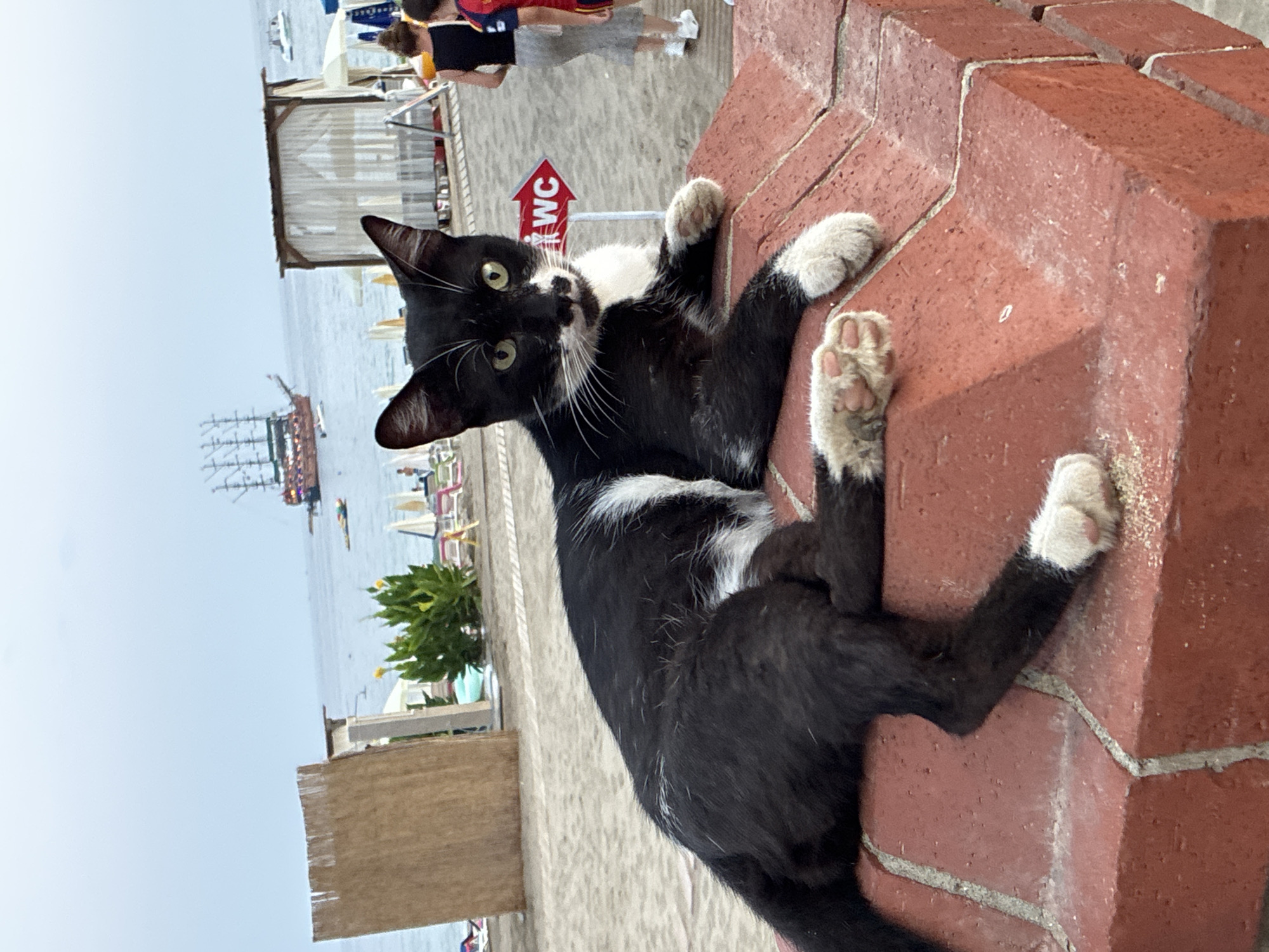 A black and white cat with green eyes is lying on a red brick structure. The cat is facing the camera, with its front paws crossed. The background shows a beach scene with lounge chairs, umbrellas, and people. A large, multi-masted ship is visible in the water. A red arrow sign with "WC" on it is to the right of the cat. The sky is overcast. The location is likely Alanya, Turkey, given the presence of a beach, the architecture of the ship, and the typical tourist amenities.