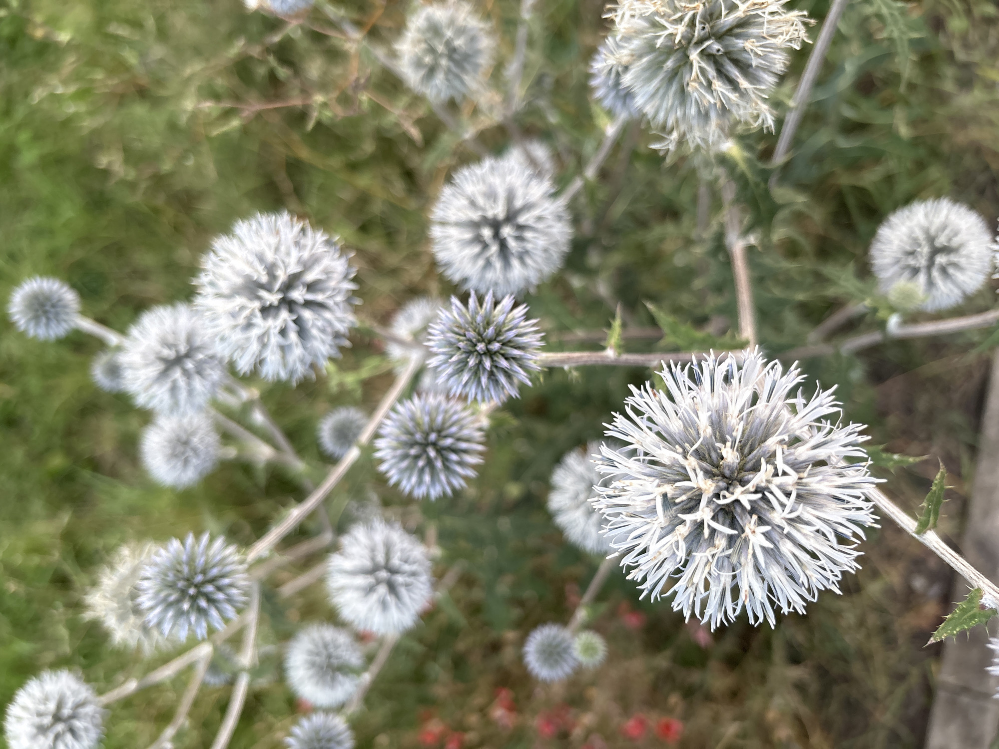 The image shows a close-up, overhead view of a patch of globe thistle flowers with feathery white and pale blue petals against a blurred green background of grass and foliage. The flowers are spherical and spiky, with some in sharp focus in the foreground and others appearing softer and more distant. The overall impression is one of a natural, possibly wild, setting. The location is unknown.