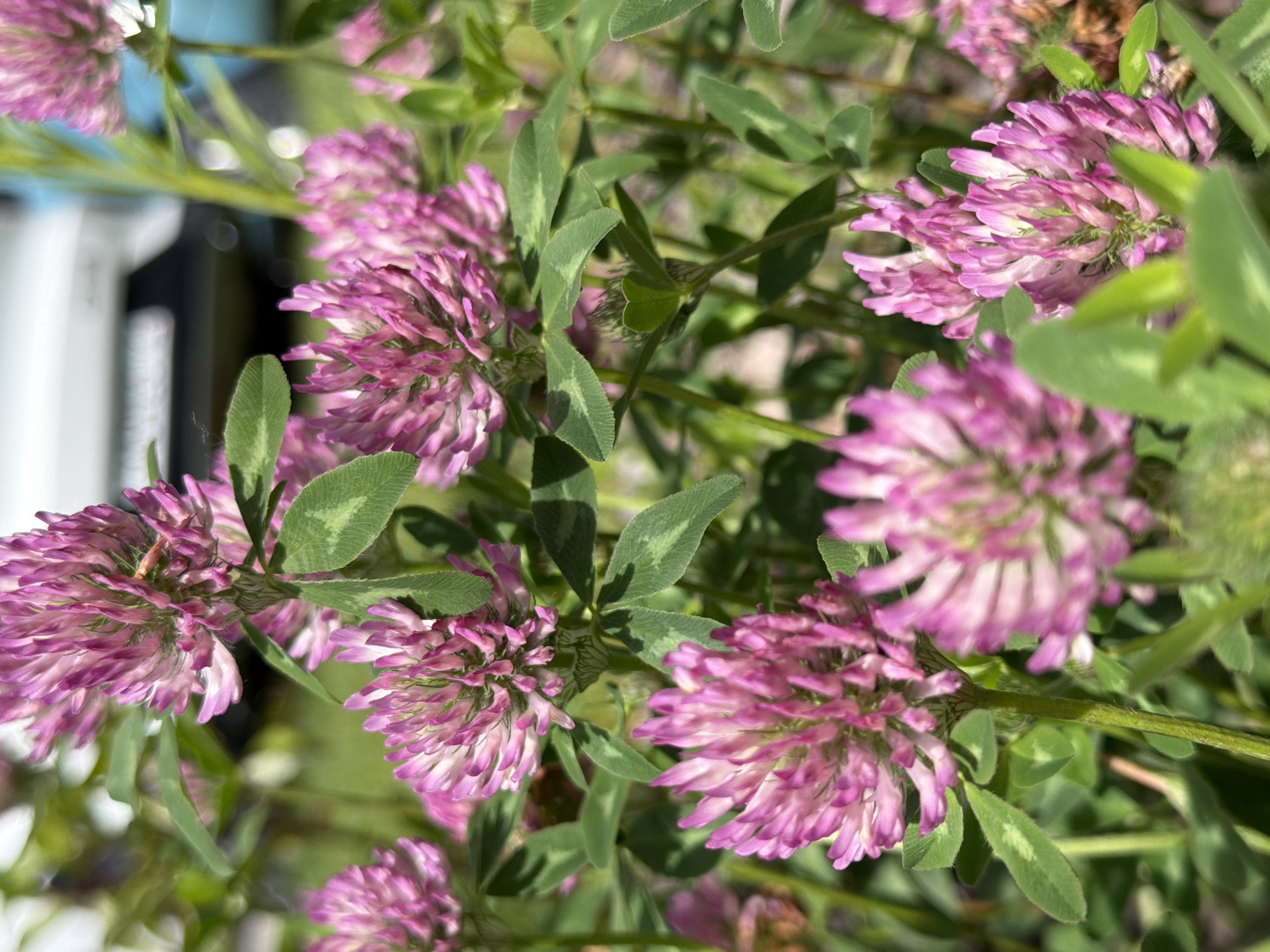 The image displays a close-up view of red clover flowers and their green leaves. The flowers are a vibrant pinkish-purple, with a dense, clover-like bloom. The leaves are a typical clover shape, with lighter green markings. The background is softly blurred, with hints of green foliage and some lighter, out-of-focus shapes that could be structures or other plants. The lighting suggests it is daytime, with natural light illuminating the scene. The overall impression is one of nature and the outdoors, with a focus on the intricate details of the flowers and leaves. There is no visible text in the image. The location context is Kazan, Russia, which is consistent with the type of flora often found in temperate regions.