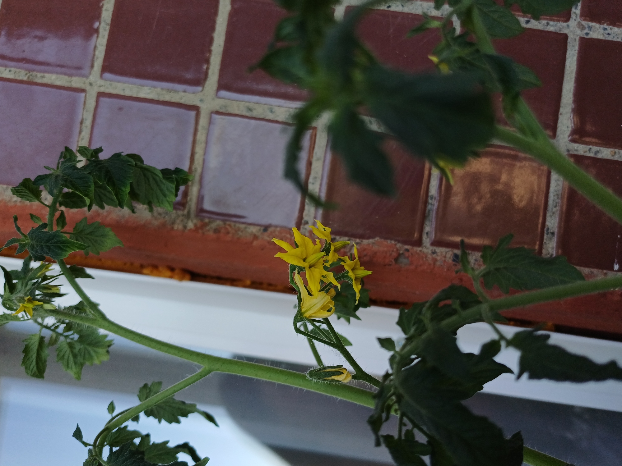 A close-up, eye-level, indoor shot shows a tomato plant with yellow flowers and new buds. The plant has green, fuzzy stems and leaves, with several yellow flowers in bloom. One flower is in focus, with delicate petals and yellow stamens. Beside the flowers, a green bud is visible. The background is out of focus, with a white surface on the left and a reddish-brown tiled wall on the right. The lighting is soft, suggesting an overcast day or a shaded area. The location is Unknown, Unknown.