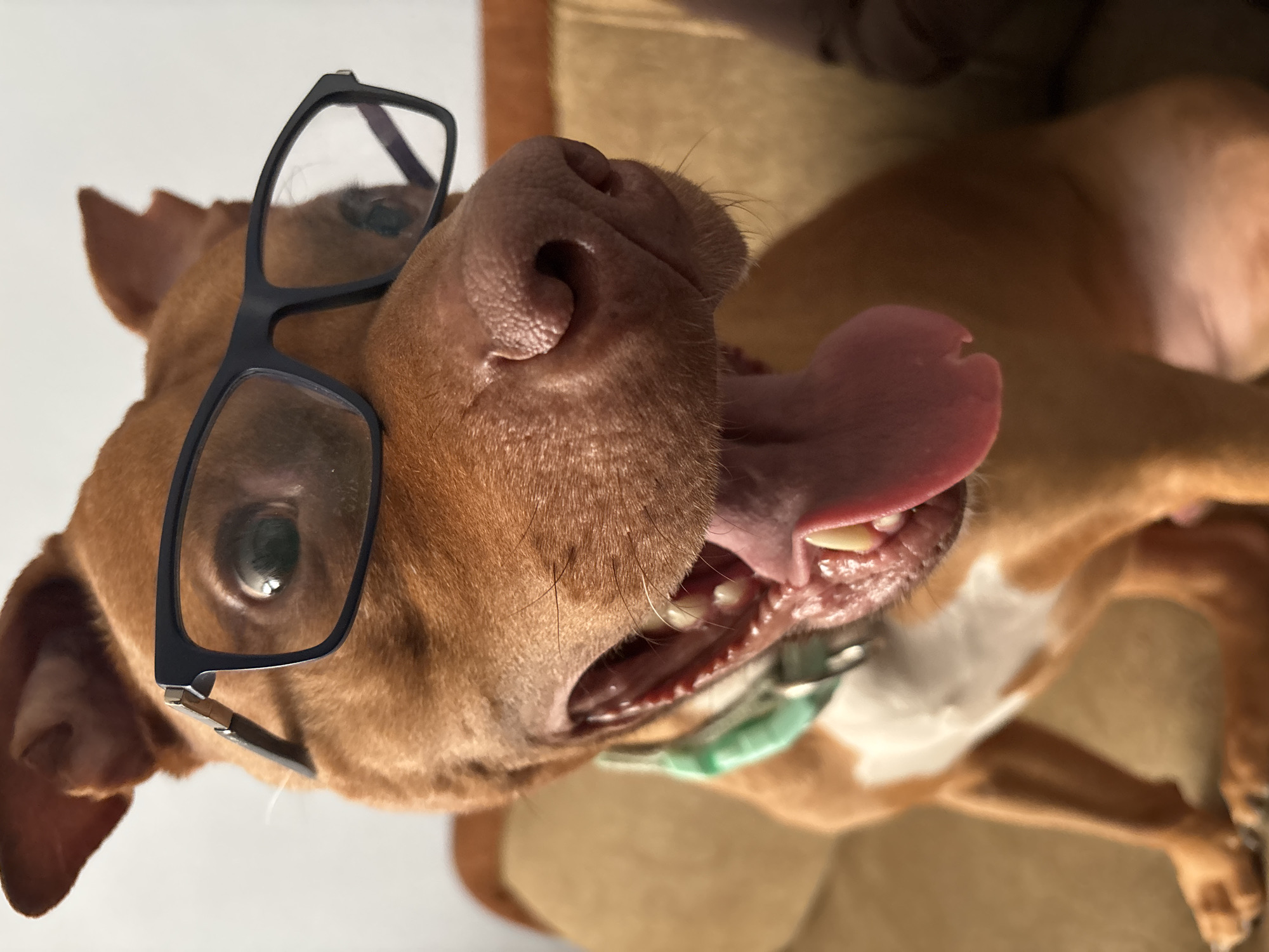 A tan-colored dog wearing black-framed eyeglasses is lying on its back. The dog's mouth is open, and its tongue is protruding. The dog is on a tan and brown surface. No people or geographical context is discernible, and therefore the location in Sofia, Bulgaria cannot be determined.