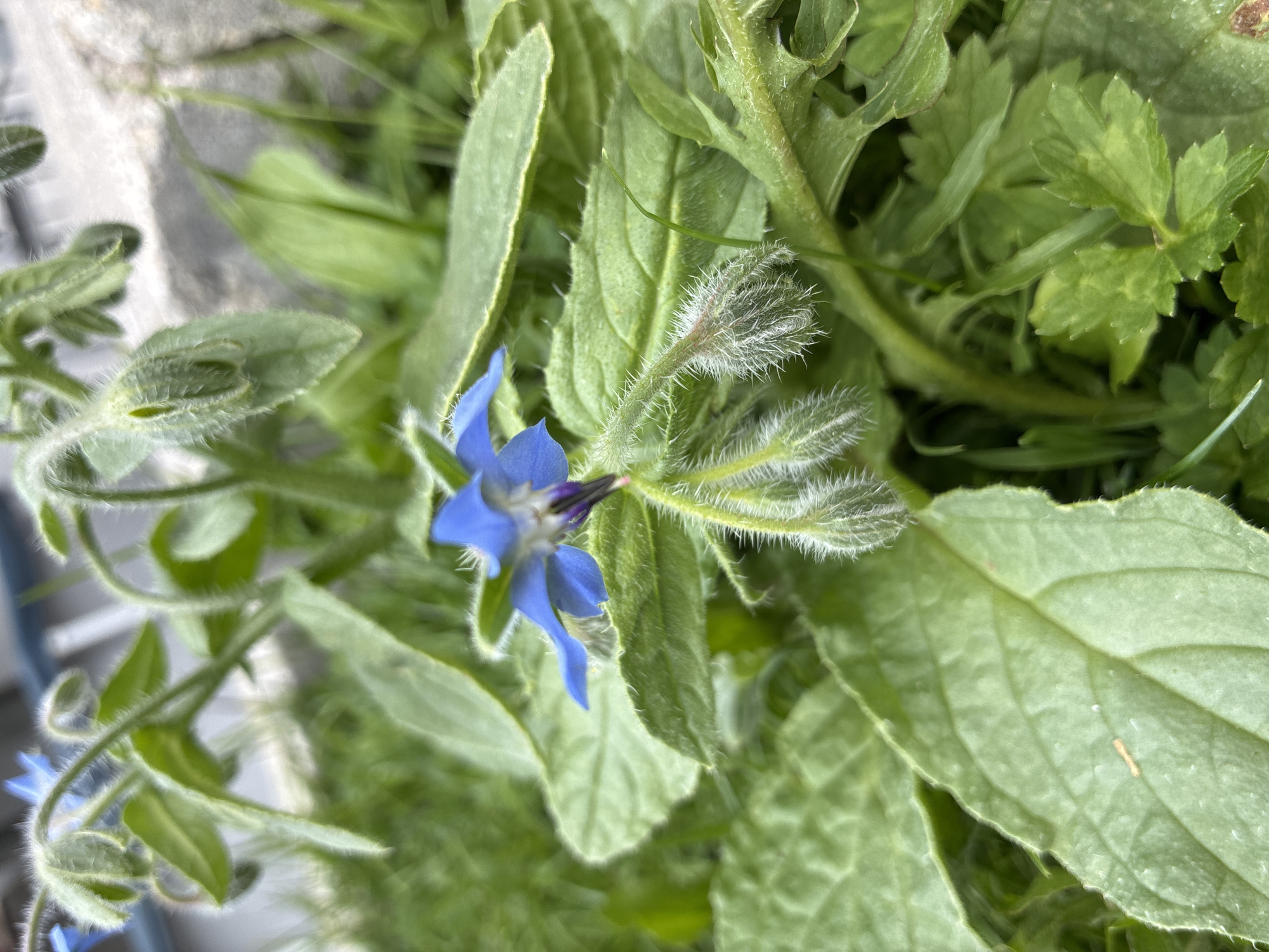 A close-up, eye-level shot showcases a vibrant blue borage flower in bloom, surrounded by lush green foliage and unopened buds. The flower, with its star-shaped petals and dark purple center, is the focal point, slightly off-center to the left. The surrounding leaves are broad, textured, and covered in fine white hairs, characteristic of borage plants. Several unopened buds, also hairy and elongated, are visible on stalks extending from the main plant. The background consists of more green leaves and grass, with a blurred grey stone surface in the upper right corner. The lighting suggests it's daytime, possibly overcast. The scene is located in a garden or natural green space, possibly within the city of Bad Hersfeld, Germany. There are no people or animals visible in the image.