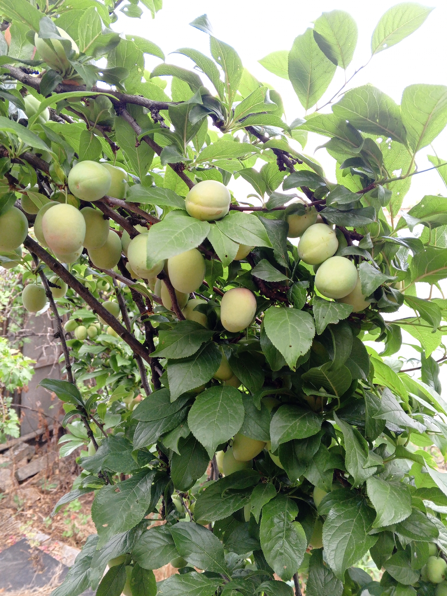 The image shows a close-up view of a plum tree branch laden with unripe green plums. The plums are oval-shaped and vary in size, with some clusters appearing denser than others. The leaves of the tree are a vibrant green, with visible veins, and some are slightly curled or folded. The branches are brown and woody, some thicker than others, supporting the weight of the fruit and foliage.

The scene is set outdoors, with the bright, slightly overcast sky visible in the background, suggesting it might be daytime with diffused light. There are hints of a rustic setting, possibly a garden or orchard, with glimpses of weathered wooden structures and dry ground in the lower left portion of the image. This could indicate a rural or semi-rural location.

No people are visible in the image. The focus is entirely on the natural elements of the tree and its fruit. The image conveys a sense of natural abundance and the early stages of fruit development. There is no visible text in the image. The overall impression is one of nature's growth and the promise of future harvest. The location context of Marhanets, Ukraine, places this scene within a specific geographical region, potentially known for fruit cultivation.