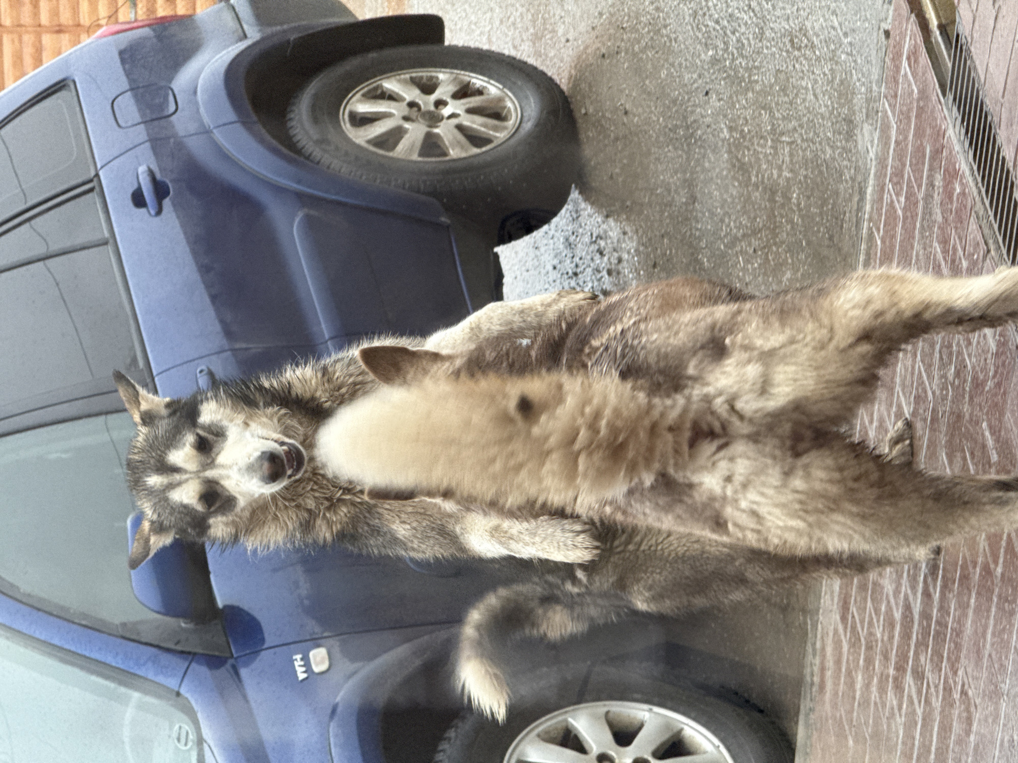A wet husky-type dog lies on the hood of a blue car. The car is parked next to a brick sidewalk with a metal grate along the edge. The scene is outdoors, possibly after rain. The location in Osa, Russia, is not possible to determine from the image.