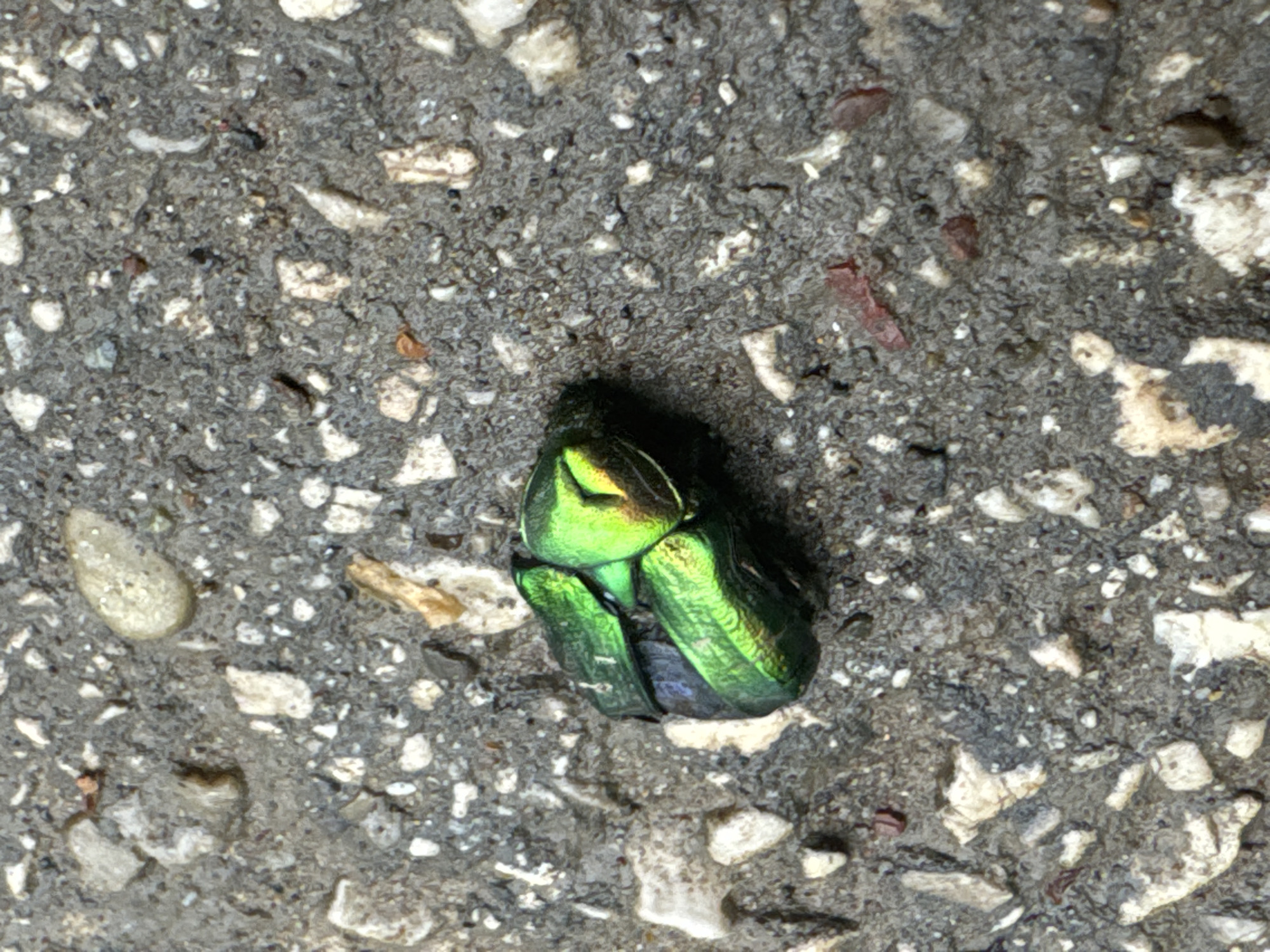 A close-up photograph shows a shiny, iridescent green beetle on a gray concrete surface. The concrete is textured with small stones and pebbles. The beetle is positioned in the center of the frame. The location and other objects are not specified.