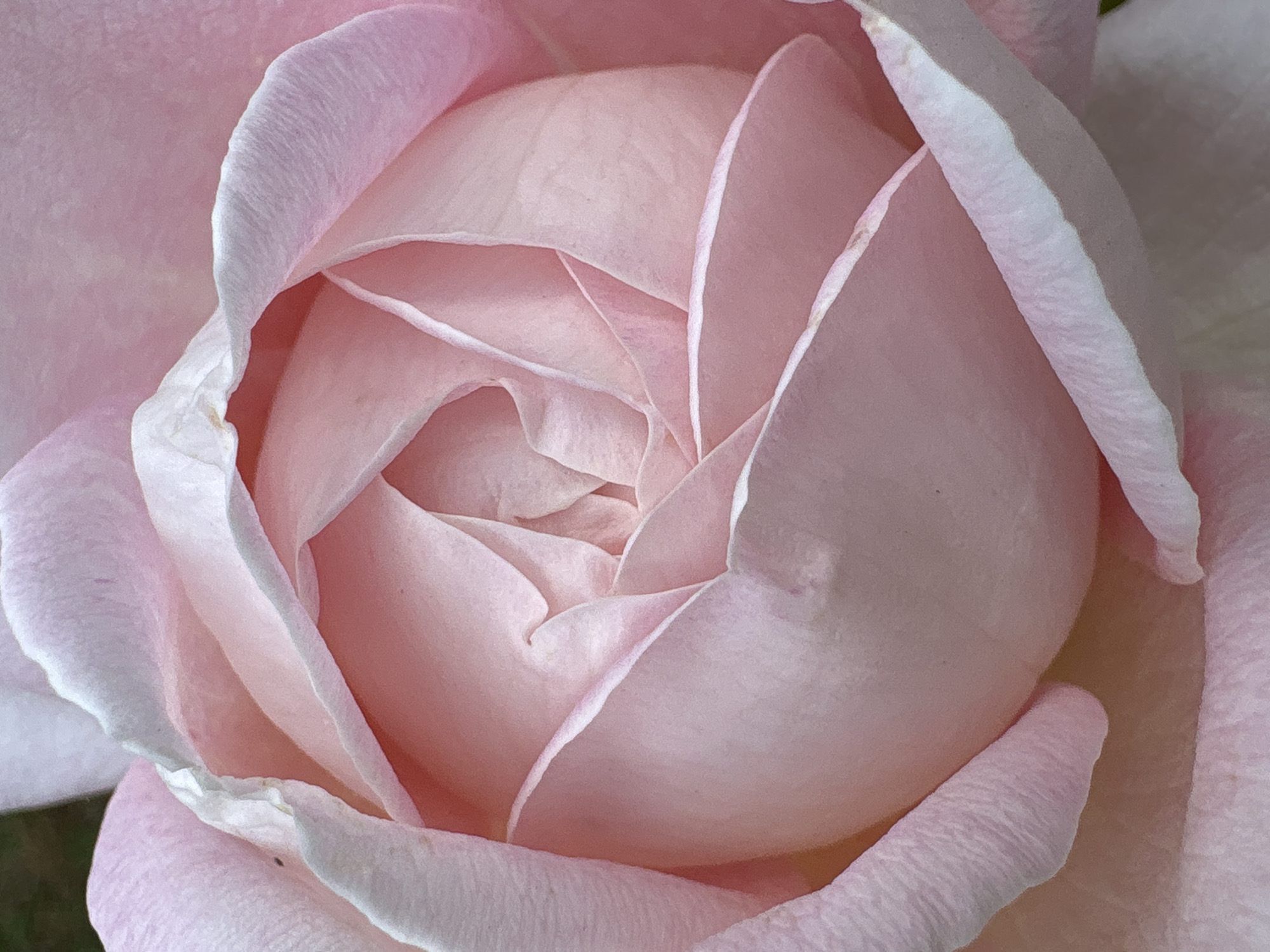 A close-up, head-on view of a light pink rosebud. The petals are tightly furled in the center, creating a swirling pattern. The outer petals are more open and have delicate white edges. The rose is set against a blurred background of dark green and lighter pink. There is no information available about the location of this image in the city of Bobrov, Russia.