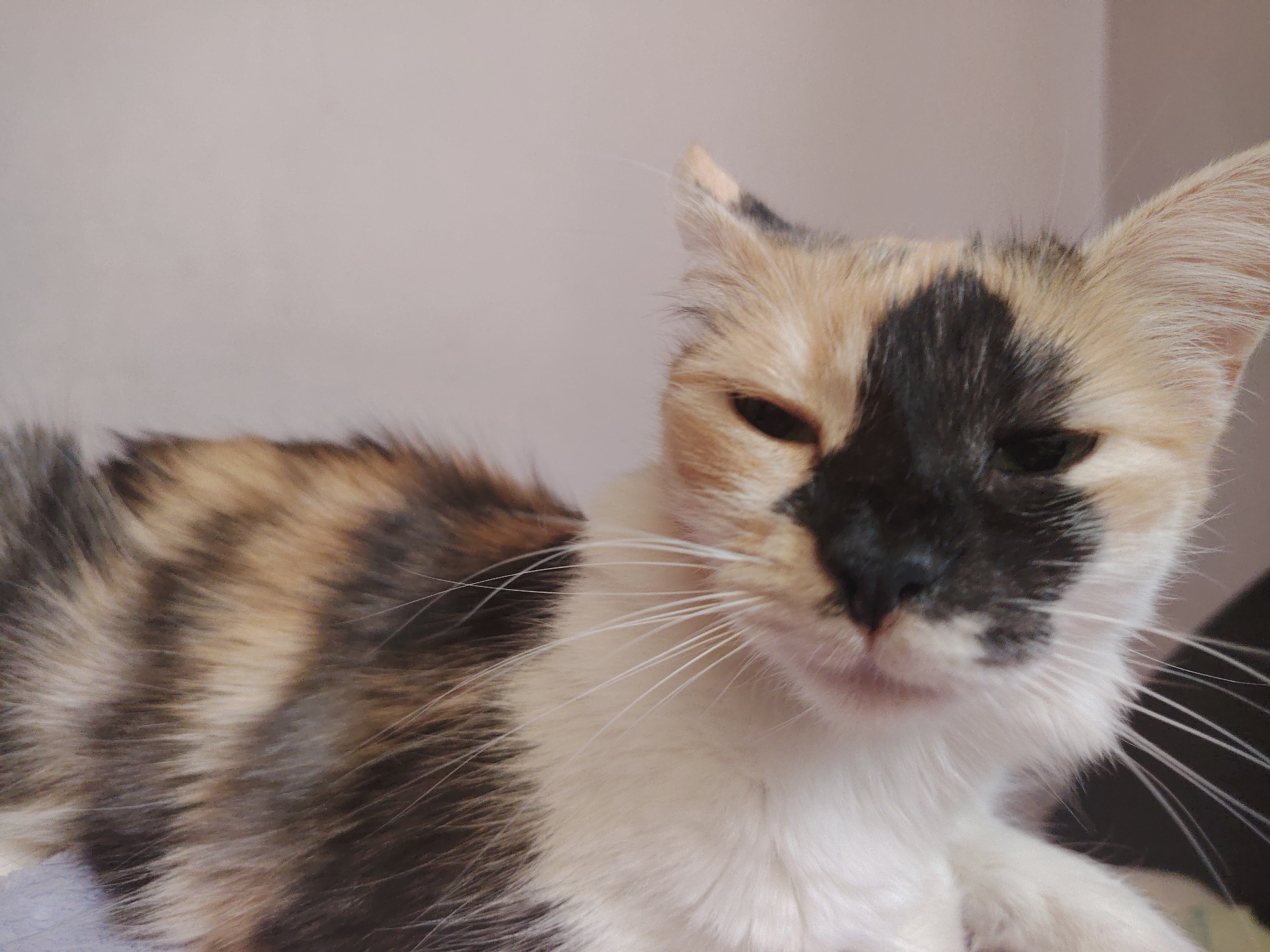 A calico cat with white, black, and tan patches is lying down, facing the camera. The cat's fur is short and soft, with a distinct black patch covering part of its face and extending to its ear. Its eyes are partially closed, giving it a sleepy appearance. The cat's whiskers are long and white, fanning out from its nose. The background is a plain, light-colored wall. The image appears to be a close-up shot, focusing on the cat's face and upper body.
