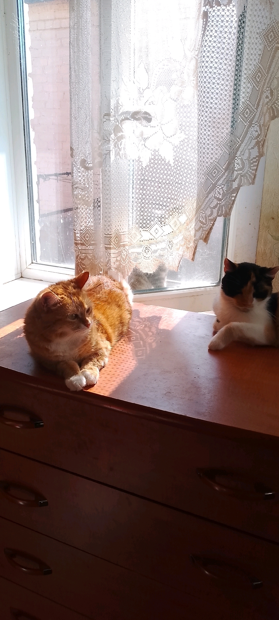 A ginger cat lies on a wooden dresser in front of a window, with a calico cat lying to its right. Sunlight streams through a lace curtain, casting shadows on the dresser. In the background, through the window, a brick building is visible. The dresser has at least three drawers with dark handles. The scene appears to be indoors.