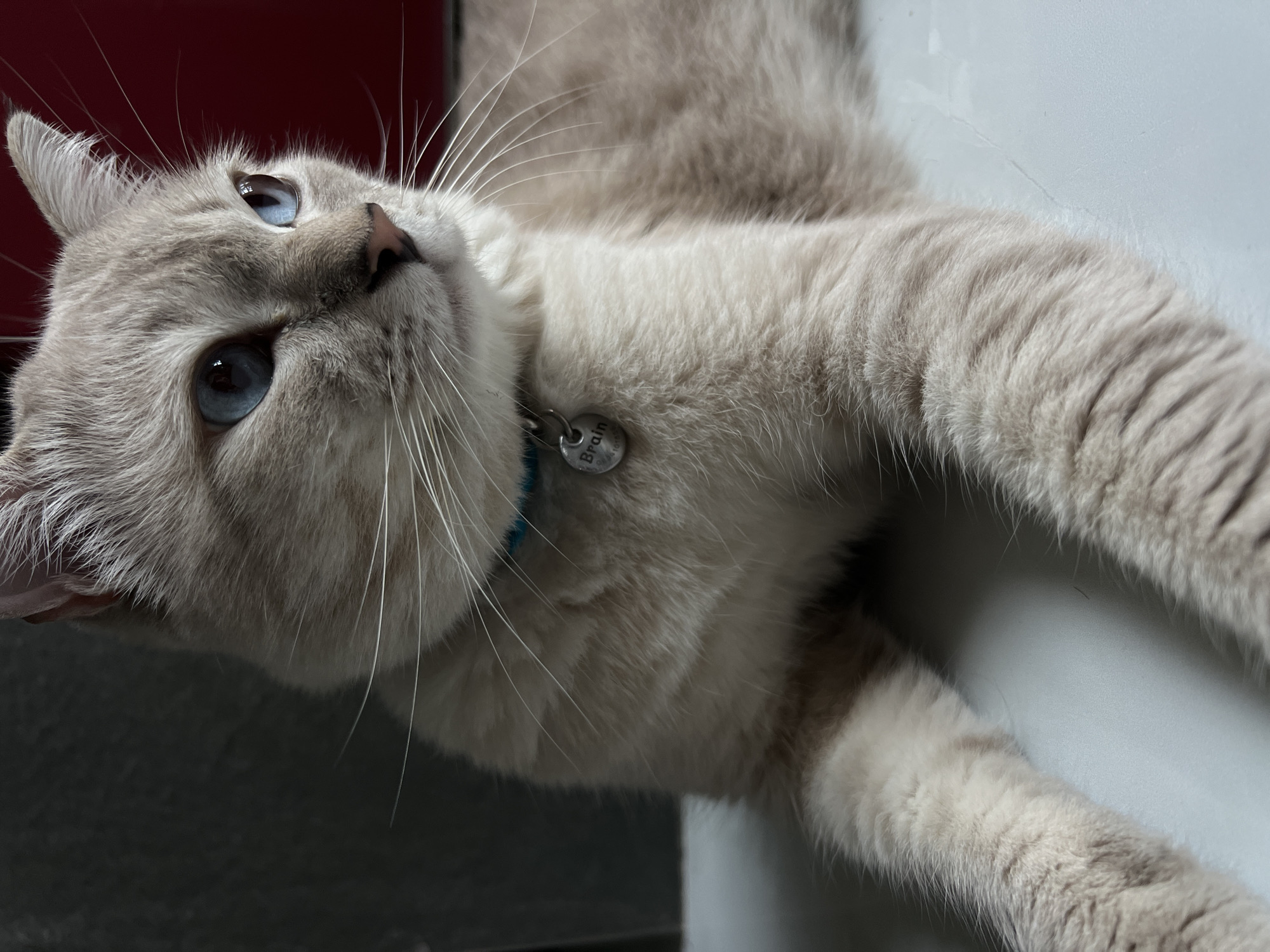 A light-colored cat with blue eyes is lying down. The cat is wearing a blue collar with a silver tag that says "Brain". The cat is looking off to the right. The background is dark and out of focus. The surface the cat is lying on is light colored and appears to be a table or counter.