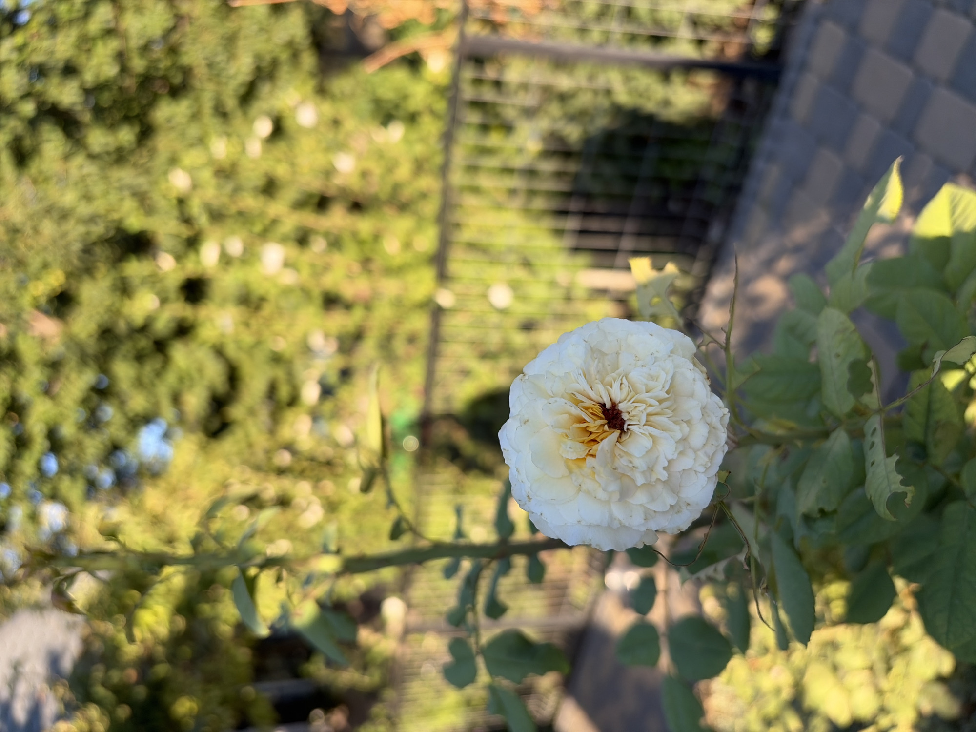 The image shows a white rose in bloom, with its petals unfurling to reveal a golden center. The rose is on a stem with green leaves, some of which appear to have small holes. In the background, a black metal fence runs horizontally, separating the rose bush from a tiled path and a densely vegetated area with trees. The scene is bathed in sunlight, casting shadows on the ground. The location is identified as Oxentea, Moldova. There are no people or animals visible in the image.