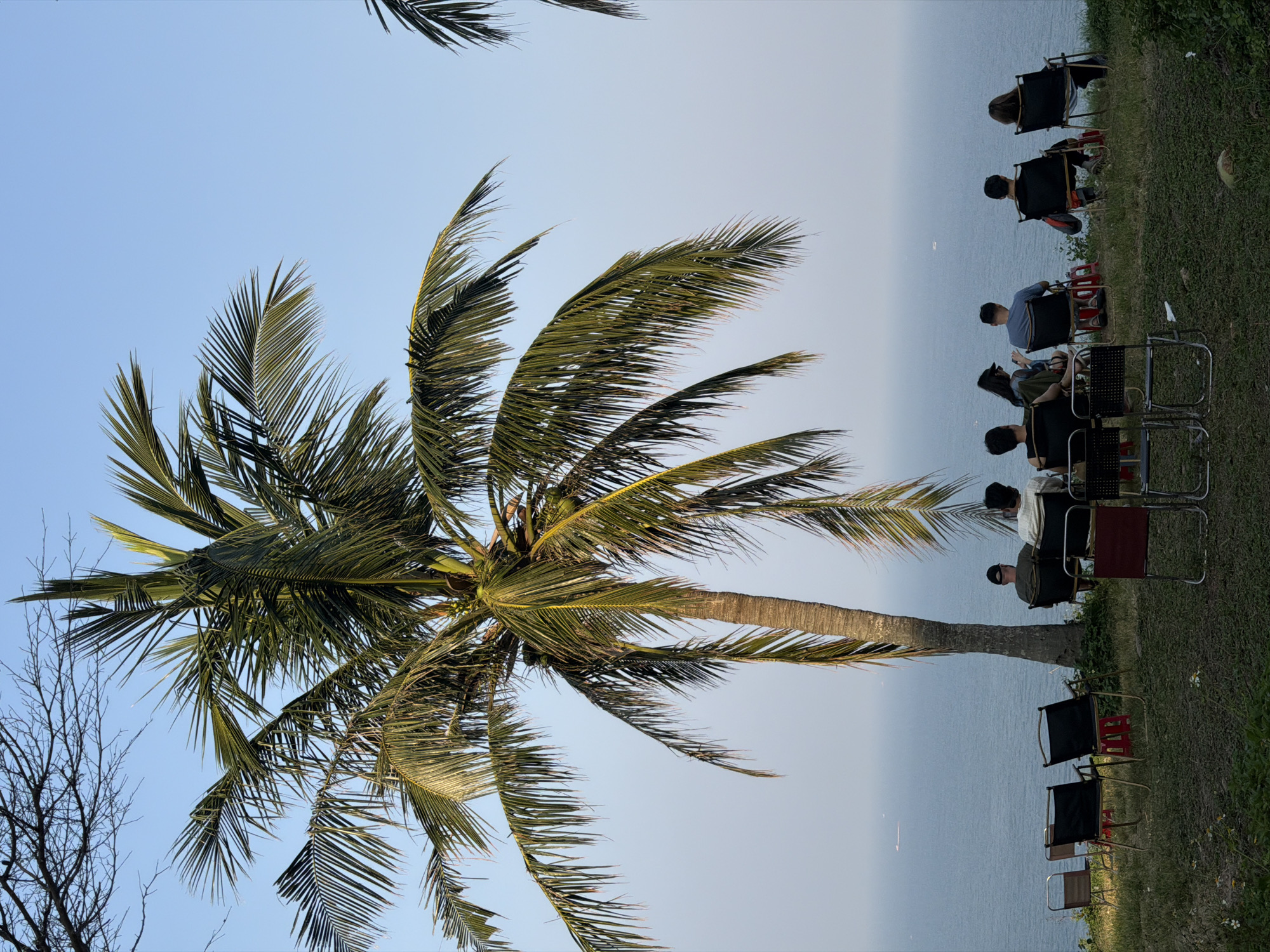 A palm tree dominates the left side of the vertical image, its trunk extending from the lower center to the upper left. A group of people sits in chairs on a grassy cliff overlooking the ocean. The ocean stretches across the horizon in the middle of the image, separating the blue sky above. The location is likely Đà Nẵng, Vietnam, given the presence of a palm tree and a seaside view.