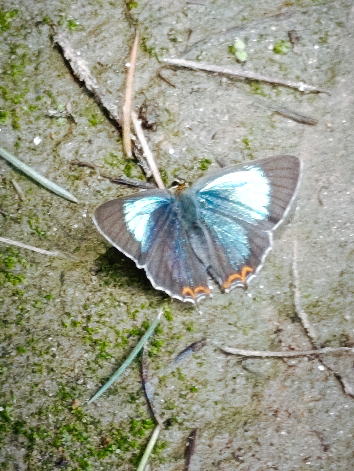 A close-up, top-down shot shows a single butterfly resting on a damp, sandy surface covered with small patches of green moss. The butterfly's wings are partially open, revealing iridescent blue markings on the upper wings that shift to a darker grey-blue towards the edges. The lower edges of the wings display a series of small, crescent-shaped orange markings. Several thin, dried twigs and blades of grass are scattered across the ground. The overall lighting suggests an outdoor setting, possibly in a natural or semi-natural environment within Vashisht, India. The focus is sharp on the butterfly, with the surrounding ground being slightly blurred.
