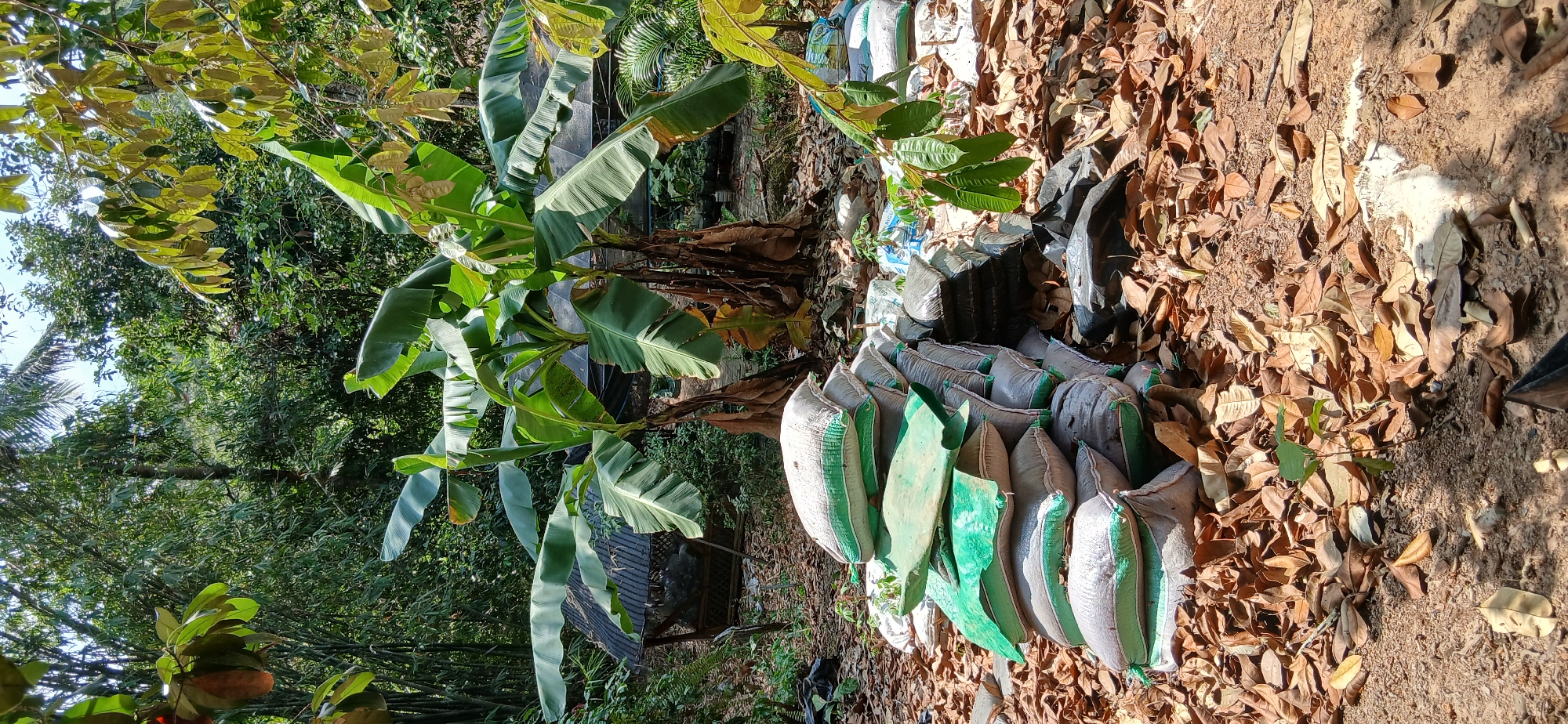 In a rural outdoor setting, likely near Samarinda, Indonesia, a pile of burlap sacks filled with material is stacked on the ground amidst fallen leaves. The sacks, predominantly off-white with green trim, are arranged in a haphazard mound. Two large banana plants with broad leaves dominate the background, with a simple, open-sided shelter with a corrugated metal roof visible behind them. Lush green foliage, including bamboo and other tropical plants, surrounds the area, indicating a verdant, possibly humid environment. The ground is covered in dry, brown leaves and soil, suggesting a natural, uncultivated space. No people or animals are present in the frame.