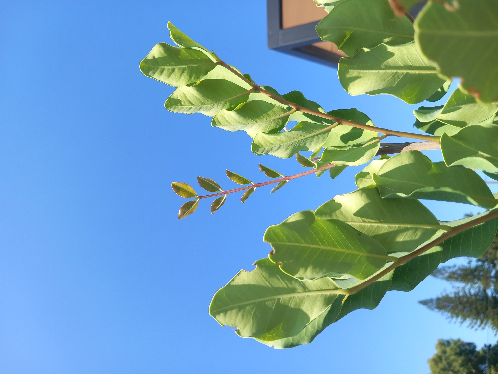 An extreme low-angle shot captures a bright blue sky. In the foreground, a plant with large, light green leaves extends upwards. The leaves are glossy and some have slightly irregular edges, possibly from insect damage. The plant's stems are reddish-brown and visible. In the background, to the right, the corner of a building with a dark brown or black roof and a lighter brown wall is visible. Further in the background, out of focus, are several tall, dark green evergreen trees. The overall impression is a sunny day with a clear sky. The location is identified as Άγιος Νεκτάριος, Greece.