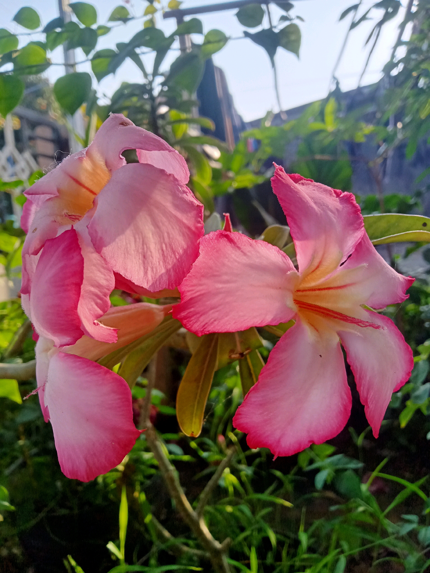In Kutawuluh, Indonesia, a close-up, eye-level shot captures a cluster of Adenium flowers in bloom, their delicate pink petals tinged with yellow and red at the center. The flowers are the focal point, with their soft, slightly ruffled textures and vibrant colors illuminated by the warm glow of the sun. The background is a blur of lush green foliage and branches, suggesting an outdoor setting, possibly a garden or a natural landscape. The sky above is a pale blue, hinting at a clear day. The image is sharply focused on the flowers, with a shallow depth of field that blurs the background, drawing the viewer's attention to the intricate details of the blossoms.