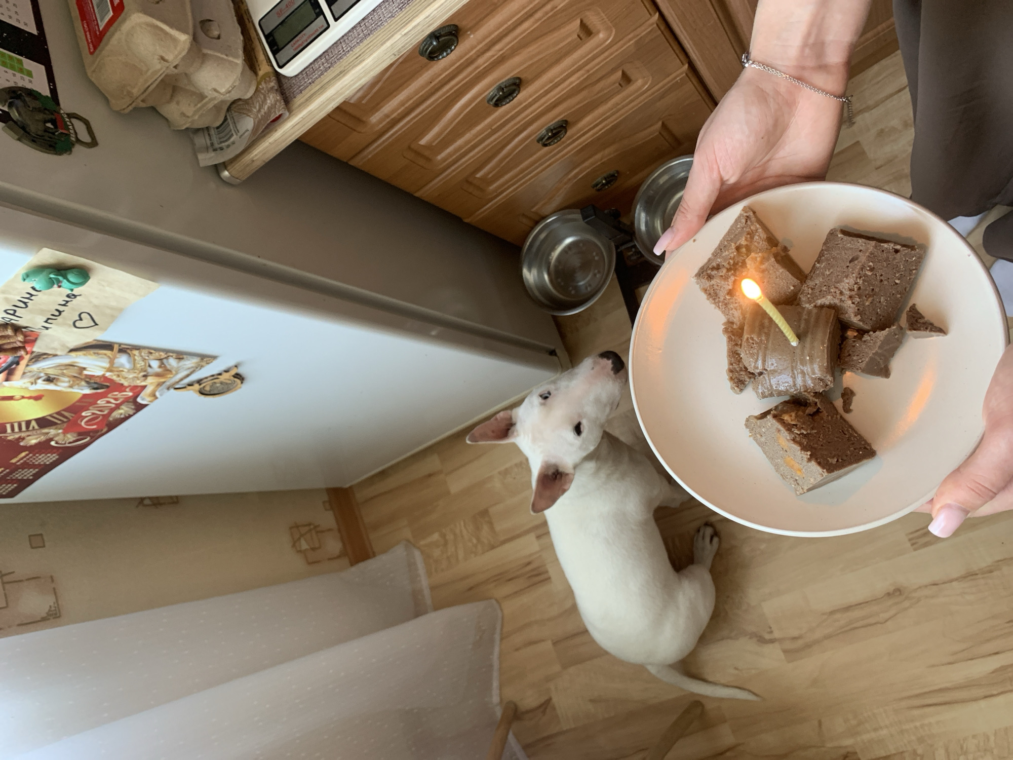 A dog's birthday celebration in what appears to be a kitchen. A white Bull Terrier dog is gazing upwards at a white plate being held by a person with brown pants and a bracelet on their wrist. On the plate are several pieces of what appears to be cake or loaf with a lit candle in one piece. The dog appears excited, likely anticipating eating the treat. The kitchen has light wood flooring, a white refrigerator adorned with magnets and decor, and wooden cabinets above the dog's food bowls. The location is Chaikovsky, Russia.