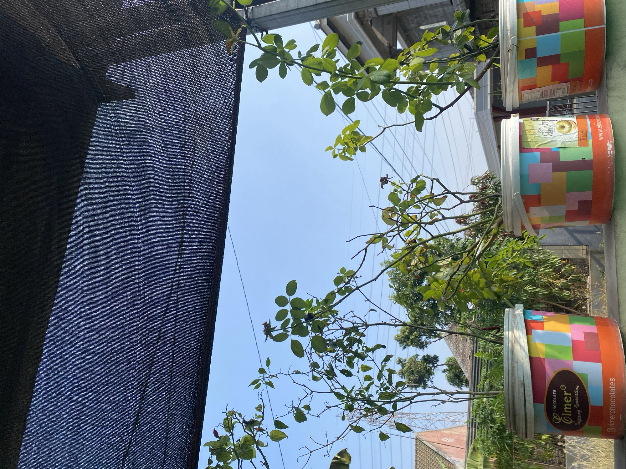 An outdoor scene in Cilegon, Indonesia, shows three large plastic buckets painted with colorful geometric patterns. Each bucket acts as a planter for rose bushes, with green leaves and bare branches visible against a clear blue sky. A dark mesh tarp is stretched above the scene, providing shade. In the background, residential buildings, trees, and utility poles can be seen. One of the buckets has labels indicating "Elmer Chocolate" and "Glaze Green Tea." The scene suggests a domestic or small-scale gardening setup.