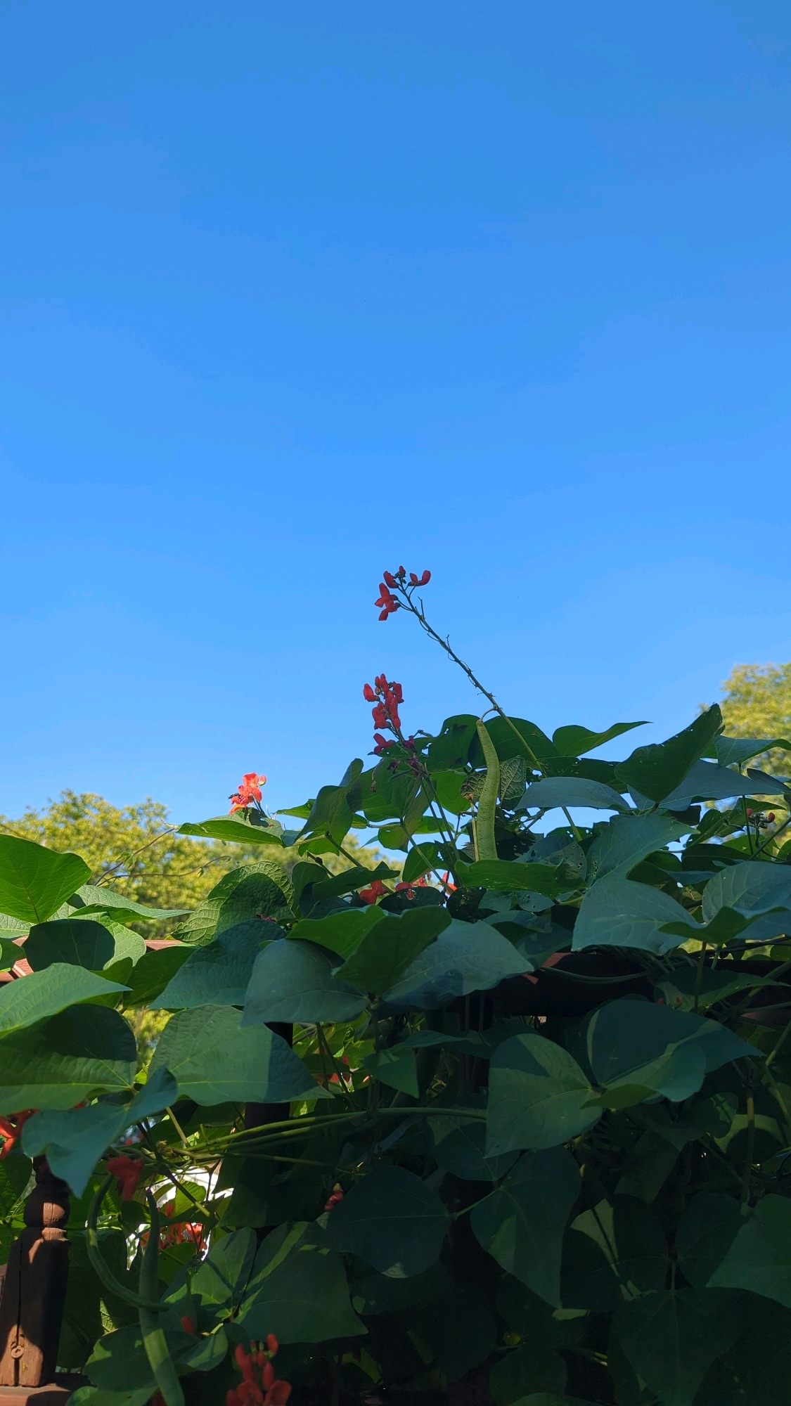 The image depicts a close-up view of flowering bean plants with vibrant green leaves and bright red blossoms set against a clear, deep blue sky. One bean pod is prominently visible, hanging downwards. In the background, out of focus, are green trees. The lower left corner shows a portion of a wooden structure, possibly a fence or railing, in shadow. The scene appears to be outdoors, in a garden or natural setting, with ample sunlight. The provided information does not specify the location as Montreal, Canada.