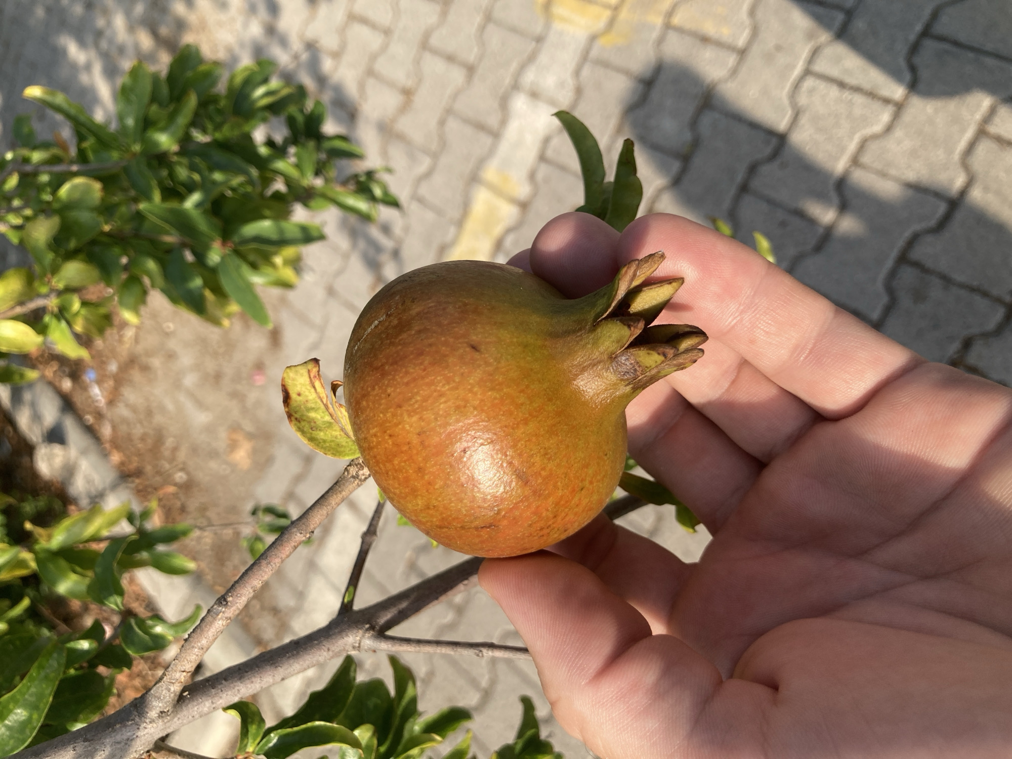 A hand is holding a small, immature pomegranate fruit from a tree branch. The fruit is round and greenish-yellow with brown tinges. The hand is light-skinned with visible fingerprints. The background shows green leaves of the pomegranate tree, a tree branch, and a paved area of interlocking gray bricks, illuminated by sunlight casting shadows. The scene appears to be outdoors in Kemer, Turkey.