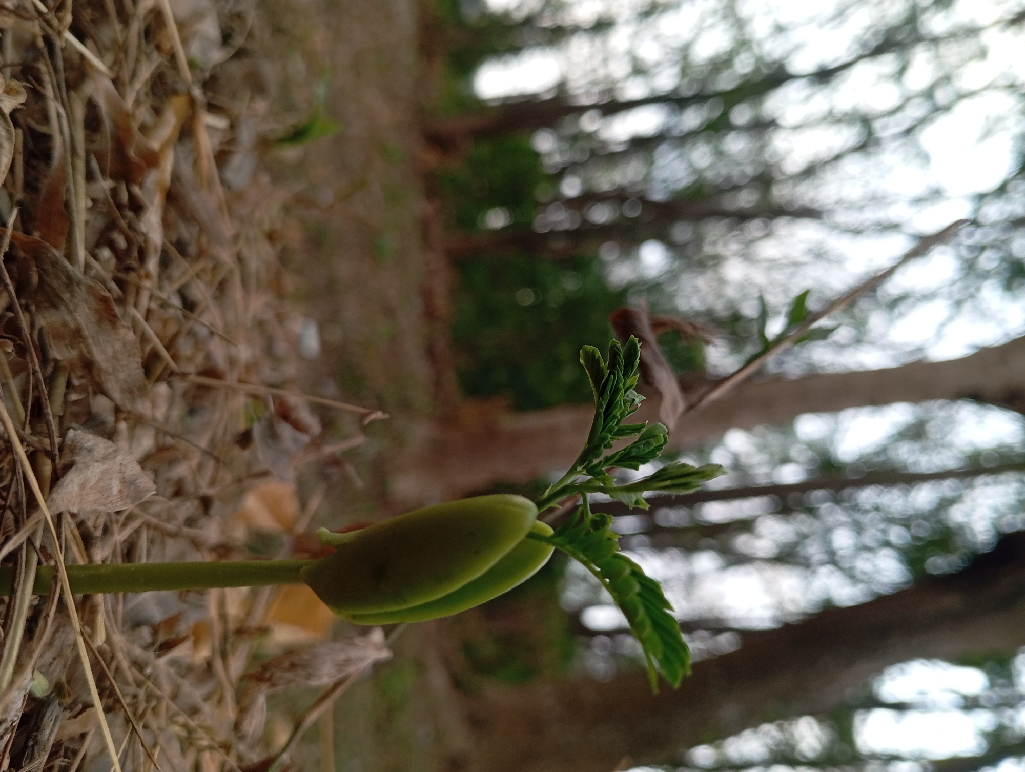 A close-up, ground-level shot focuses on a young seedling emerging from the dry, brown leaf litter of what appears to be a forest floor. The seedling, a vibrant green, has a slender stem topped with two cotyledons, which are still partially fused and emerging from a seed husk. Above the cotyledons, delicate green leaves are unfurling. The background is softly blurred, with the muted tones of trees and foliage suggesting an outdoor, natural environment. The scene is devoid of any human presence or activity. The overall impression is one of new life and growth in a natural setting, possibly in the Sumber Suko region of Indonesia, given the mention of the location.