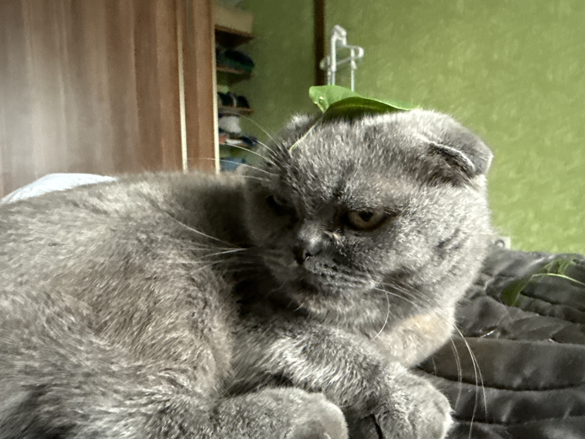 An indoor, eye-level, medium shot captures a gray Scottish Fold cat lying on a gray quilted surface. A green leaf is perched on the cat's head. The cat is facing to the right, with its ears folded down and its eyes partially closed. The background consists of a wooden wardrobe on the left and a green wall on the right. The lighting suggests an indoor setting with natural light. The scene appears to be in a home environment. The location in Pastavy, Belarus, is not discernible from the image itself.