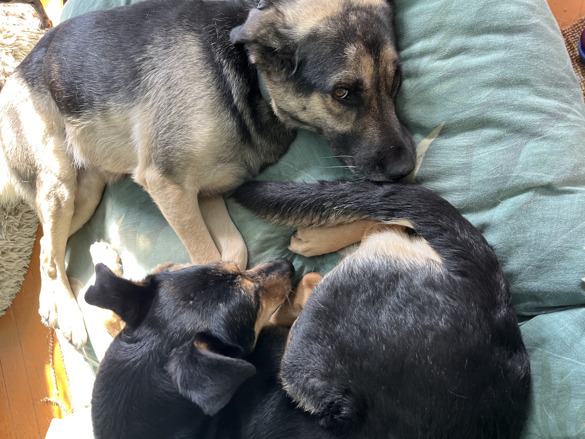 Two dogs are resting on a teal-colored cushioned surface. The dog on the left is mostly black with some tan markings around its face and paws. It is curled up and resting its head on its paws, with its ears perked up slightly. The dog on the right appears to be a German Shepherd mix, with tan and black fur. Its head is resting on the cushioned surface, and its eyes are partially open, looking towards the right side of the frame. Both dogs appear relaxed and are positioned close to each other. The background shows a wooden floor with sunlight streaming in from the left, creating bright areas and shadows. There is also a fluffy rug visible at the top of the frame. This scene is not located in Nizhny Tagil, Russia.