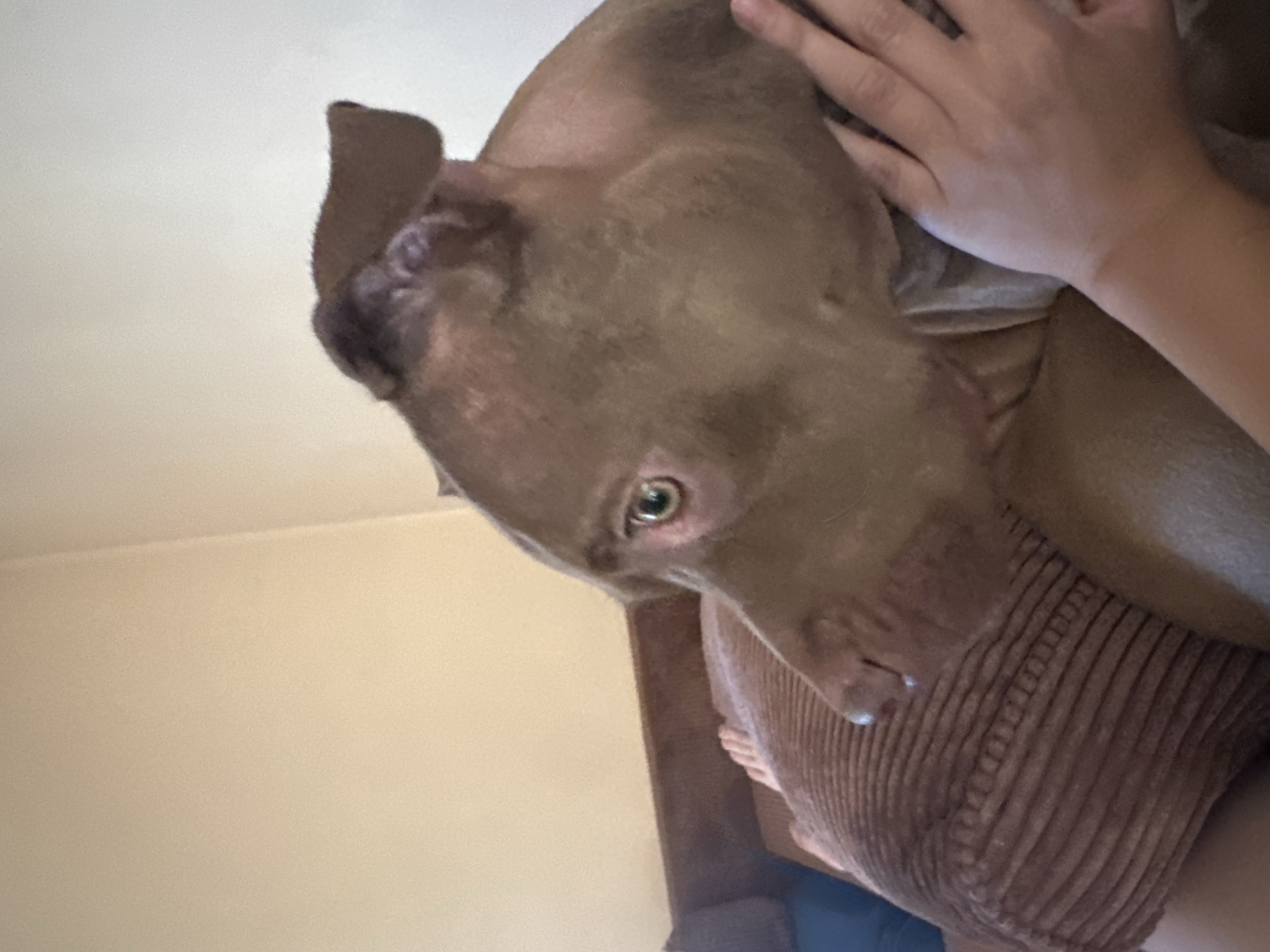 The image shows a close-up, waist-up view of a brown pit bull dog resting on a corduroy pillow. The dog's head is turned to the left, and its left ear is visible, pointing upwards. A human hand is resting on the dog's neck, gently stroking it. The background consists of a light-colored wall. The scene appears to be indoors, likely in a residential setting, possibly in Malevo, Bulgaria, given the information provided.
