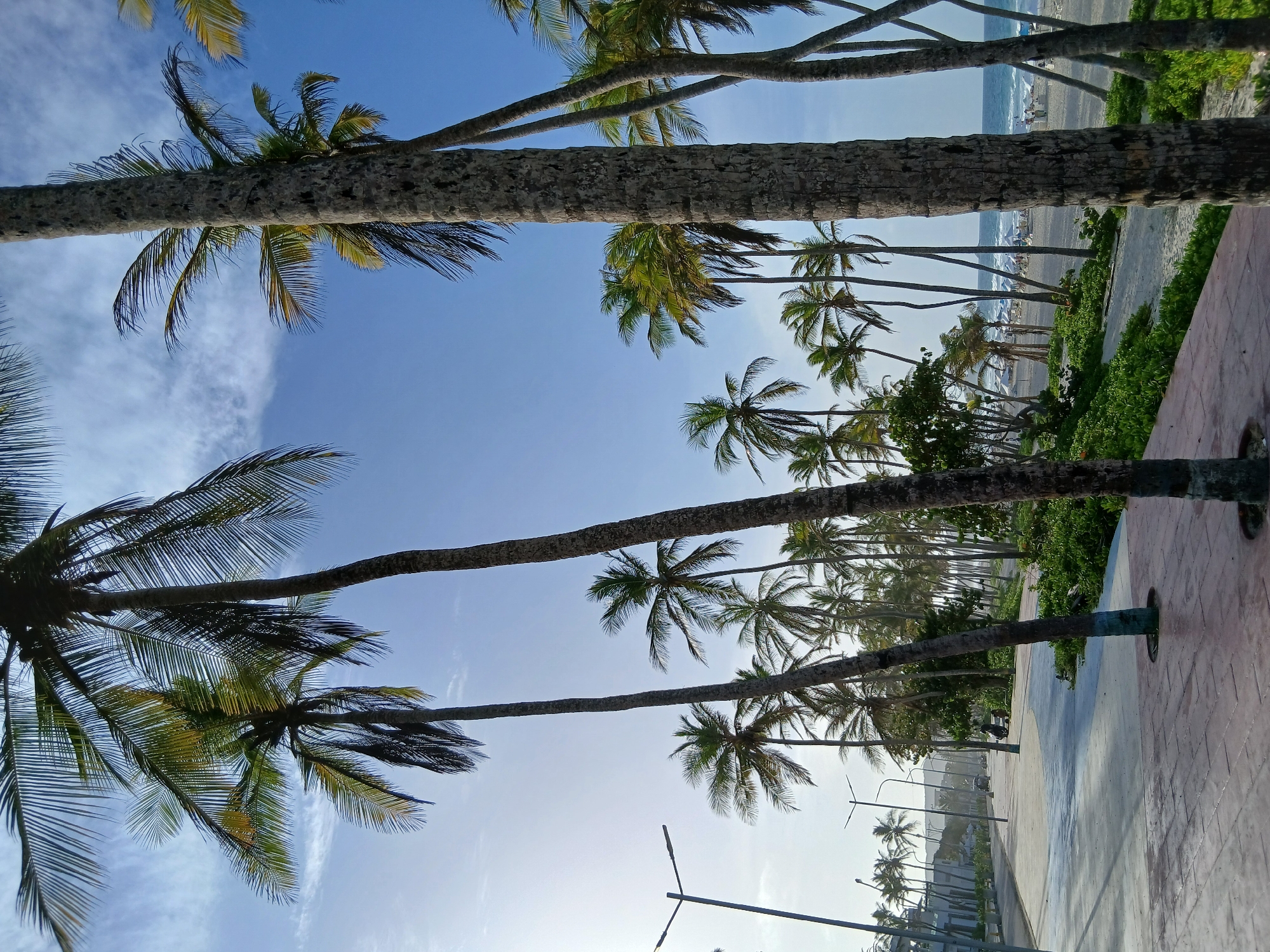 The image depicts a tropical beach scene at Playa El Agua, Venezuela. In the foreground, several tall palm trees with green fronds dominate the view, their textured trunks reaching towards a clear blue sky with sparse white clouds. To the left, a paved walkway or promenade curves through the scene, lined with streetlights and low green vegetation. Beyond the walkway, a sandy beach is visible, dotted with white beach umbrellas and a few scattered figures, suggesting a leisure area. The ocean, with gentle waves, forms the background, meeting the horizon under a bright, possibly late afternoon or early morning sky. The overall atmosphere is one of a serene, tropical coastal environment.