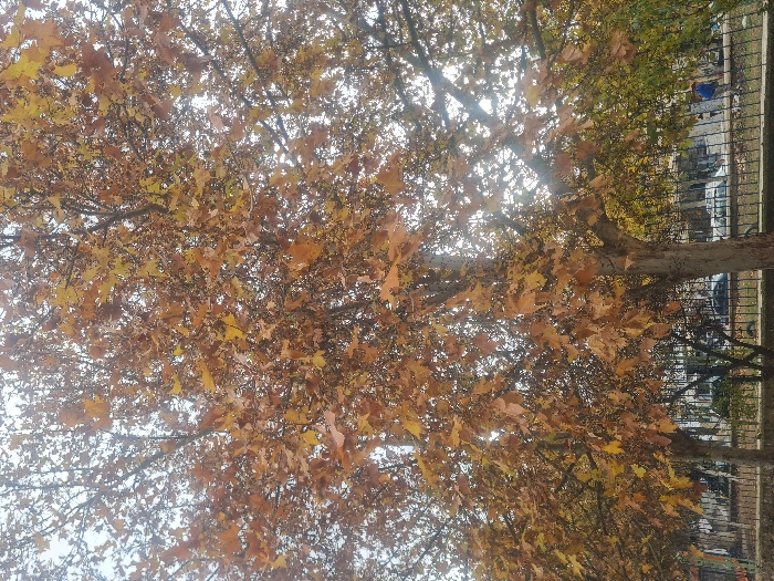 The image displays a vibrant autumnal scene in Azrou, Morocco, primarily focused on the rich canopy of a large tree. The photo is oriented on its side, showing a dense expanse of leaves in various shades of yellow, orange, and brown, indicative of the fall season. Bright sunlight filters through the foliage from the left, creating luminous patches and highlighting the warm colors of the leaves. Bare tree branches are intermittently visible amidst the dense leaf cover.
On the right side of the image, the perspective extends downwards, revealing a tree trunk and a segment of an urban or suburban environment. A dark metal fence runs horizontally, separating the tree line from a paved area where several cars are parked. A small blue detail, possibly a person in blue attire or an object, is faintly visible near the fence. The presence of bright sunlight suggests it is daytime. No discernible text is visible within the image.