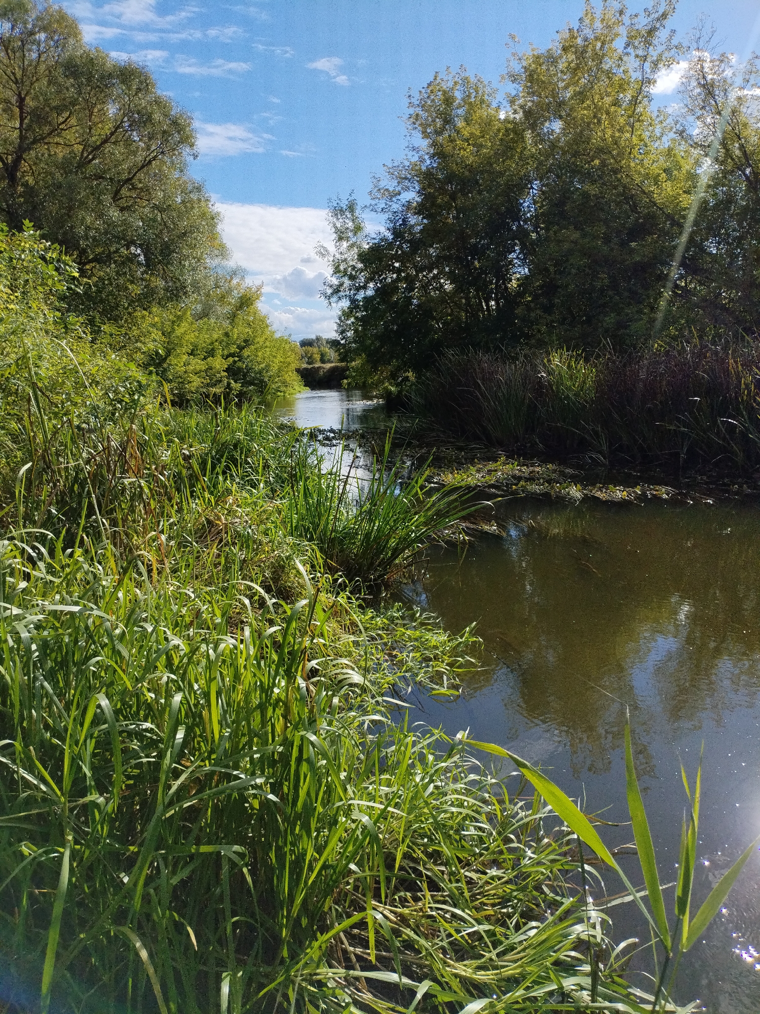 The image depicts a sunlit natural scene with a river winding through lush vegetation under a blue sky dotted with white clouds. On the left side of the frame, tall, vibrant green grass and reeds grow along the riverbank. Further back, dense green trees with full foliage form a backdrop. The river itself is a calm, dark body of water, reflecting the sky and surrounding greenery. Patches of water lilies and other aquatic plants are visible on the surface. The right bank of the river is also lined with tall, dry reeds and grasses, with more trees and foliage beyond. Sunlight streams down, creating bright highlights and casting dappled shadows, particularly noticeable on the water's surface. The overall impression is one of a serene, wild natural environment, likely a river or stream in a rural area outside of Bialynichy, Belarus. There are no people or animals visible in the image.