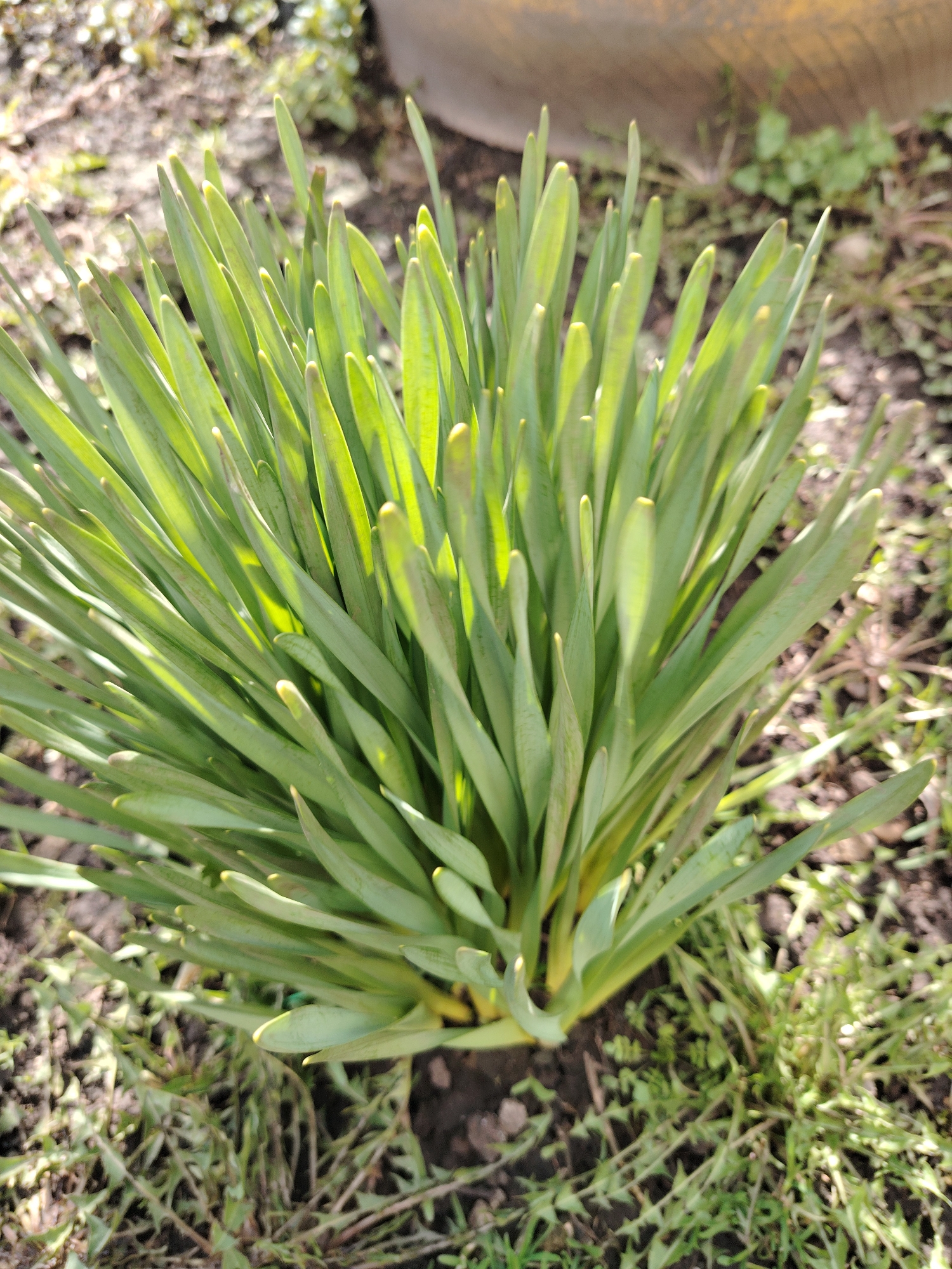 The image features a close-up of a vibrant cluster of green, strap-like plant leaves, likely a type of bulb plant such as daffodils or tulips, emerging from the soil. The leaves are densely packed, upright, and form a lush, bushy clump. Bright sunlight illuminates the foliage, particularly from behind, causing many of the leaves to glow with a fresh green hue and creating visible highlights and some internal shadows within the plant.
The plant is rooted in dark brown soil, which appears to be garden earth, with some small bits of organic matter visible. Surrounding the main plant and extending into the background, there are patches of sparse green ground cover or weeds, indicating an outdoor, natural setting. The background is largely out of focus, showing indistinct areas of soil and blurry vegetation. In the upper right section of the main image, a fuzzy, yellowish-brown object, possibly a part of a container, tire, or structure, is faintly discernible.
The strong, clear lighting suggests a sunny day, likely morning or late afternoon, emphasizing the plant's freshness. No specific activity is depicted, apart from the natural growth of the plant. There are no people, animals, or visible text in the image. The scene captures a moment of early spring growth in an outdoor environment in Сусады-Эбалак, Russia.