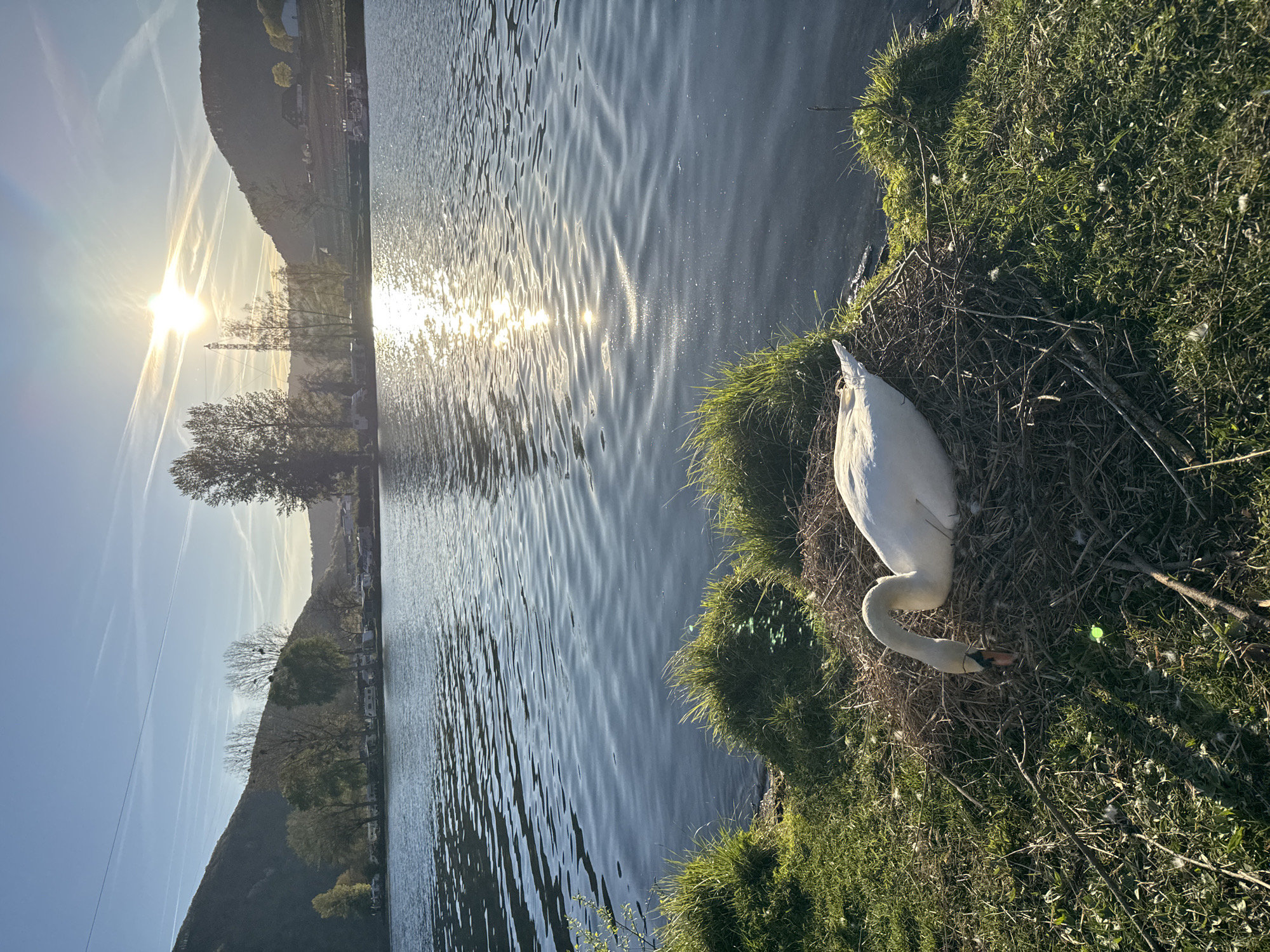 The image depicts a swan nesting on a grassy bank next to a body of water. The sun is visible in the upper left corner of the image, reflecting on the water's surface. The background shows a hillside and trees. Based on the location, it is likely that the body of water is the Moselle River near the city of Beilstein, Germany. The swan is a Mute Swan, sitting on a nest made of sticks and grass.