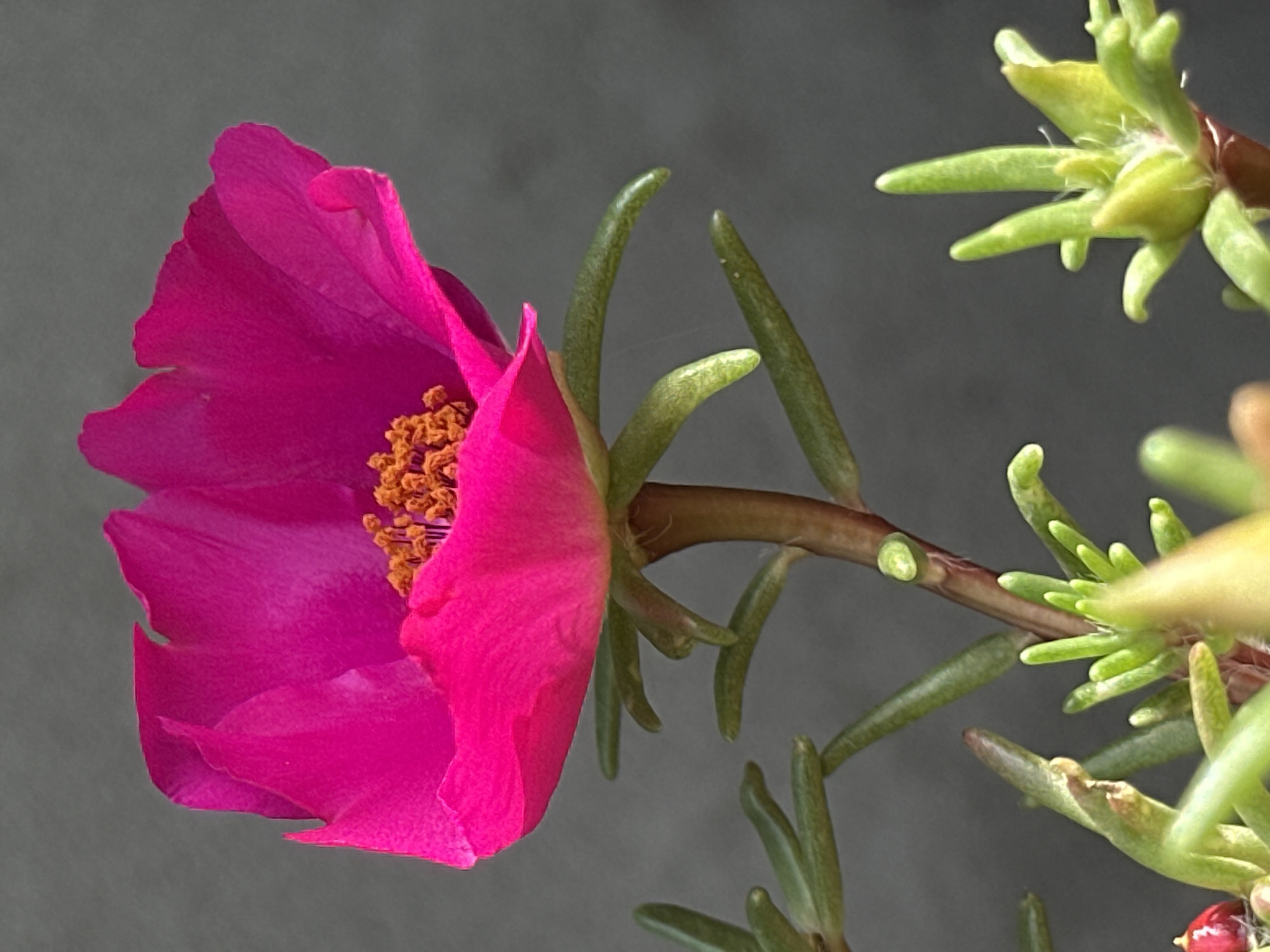 A close-up, side-view photograph captures a vibrant pink Portulaca grandiflora flower in Luhansk, Ukraine. The flower, with its delicate, ruffled petals and bright orange stamen, is the primary subject, positioned slightly off-center to the left. Green, succulent leaves and stems extend downwards from the bloom, some reaching into the foreground. The background is a plain, dark gray surface, possibly a wall or fabric, which provides a neutral backdrop that emphasizes the vivid colors of the flower. The lighting highlights the texture of the petals and the fine details of the stamen. The overall impression is one of natural beauty and delicate detail.