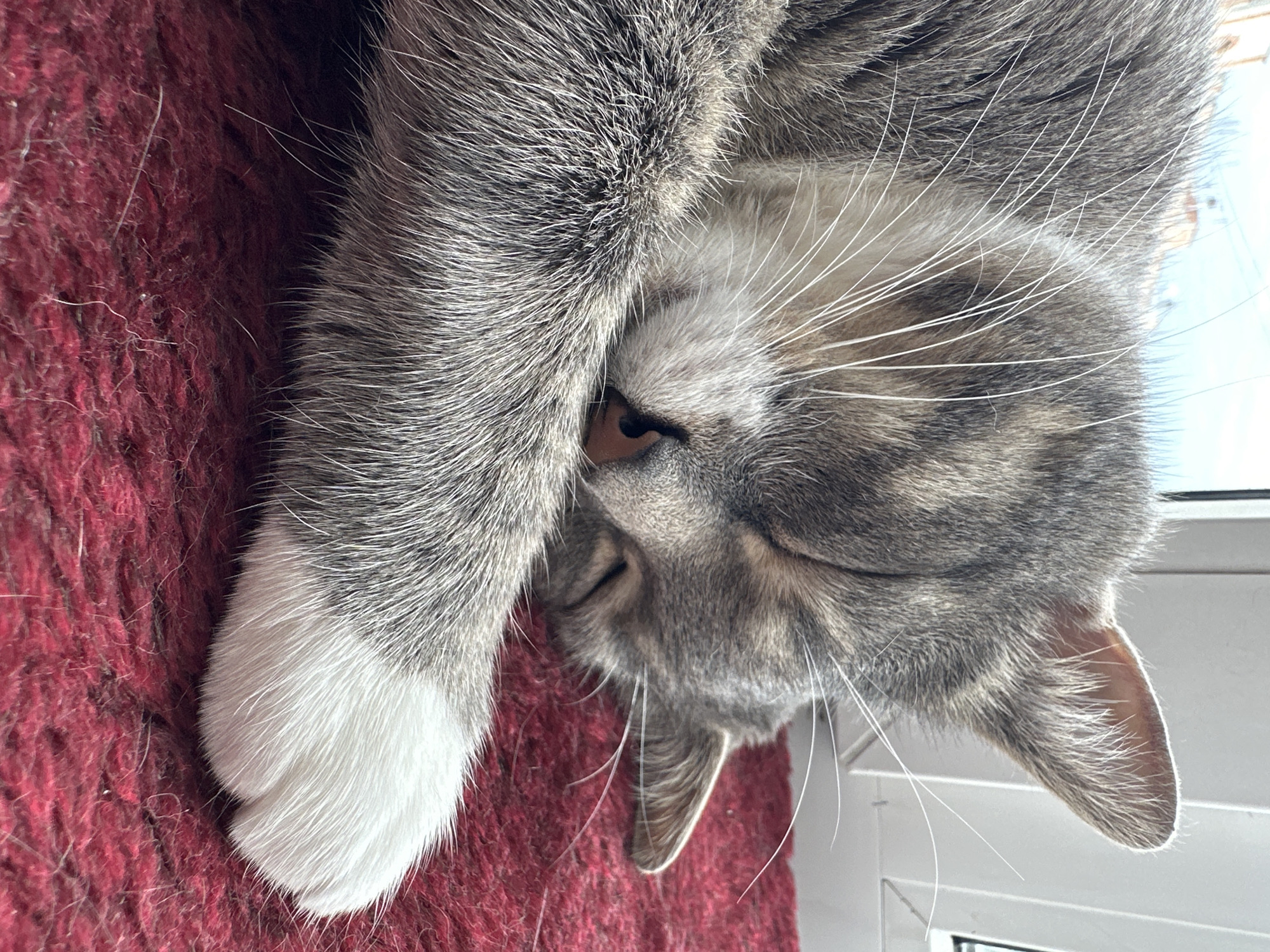 An adult domestic cat is sleeping on a red carpeted surface. The cat has gray tabby fur with white paws and chest. Its eyes are closed, and its face is partially buried in its paw. The background appears to be a window frame with a blurred view of buildings and the sky.