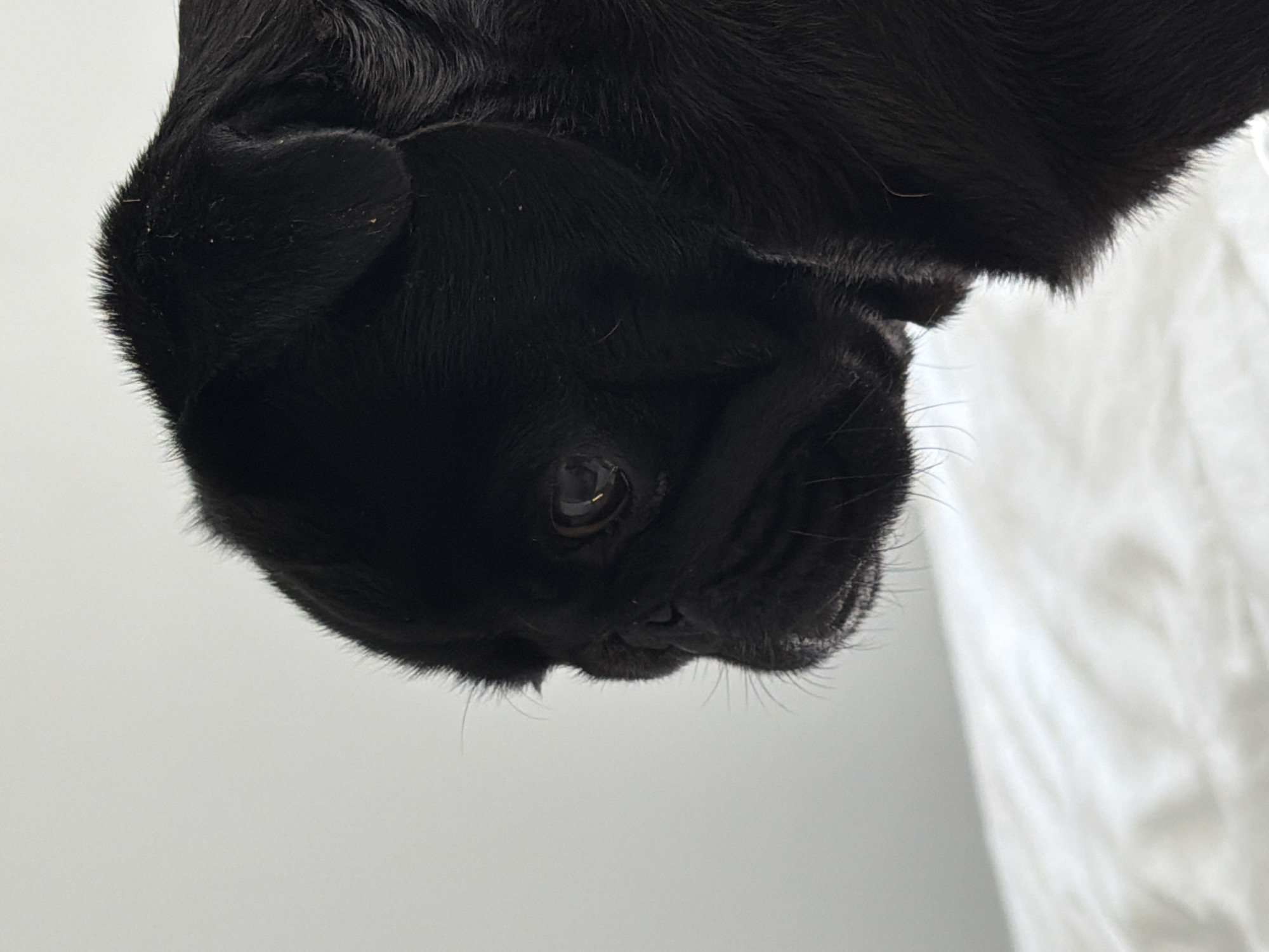 A black pug dog is shown in a close-up profile shot, facing left. The dog's head is the primary focus, with its dark fur contrasted against a pale, slightly textured background. The dog appears to be resting on a white, rumpled surface, possibly a bed or blanket. The background is a plain, light gray. The image was captured in an indoor setting. The city of Sirius, Russia, is not depicted in this image.