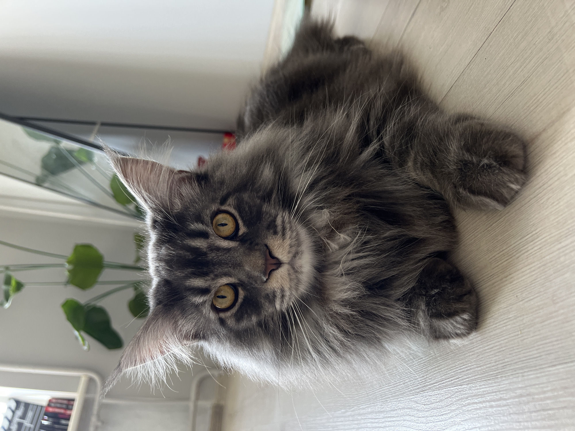 A gray, fluffy cat with yellow eyes is lying on a light-colored wooden floor. The cat is facing the camera with its head slightly tilted. In the background, there is a plant with green leaves and a partially visible metal structure. A shelf with books is also slightly visible in the background. There is no evidence indicating the location is in Ternopil, Ukraine.